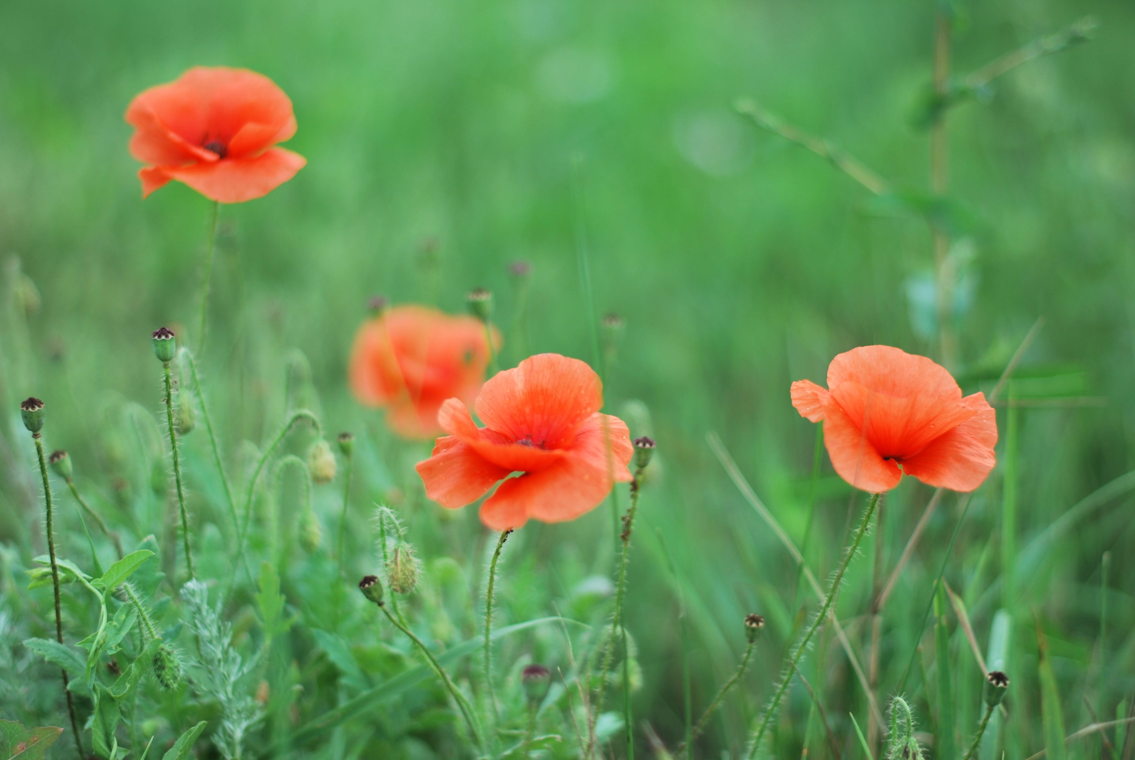 beautiful, ripe, land, garden, maki, color, orange color, flowers, beautiful flower, landscape, vulnerability, close-up, petal, sun, harvest, barley, summer, HD Wallpaper