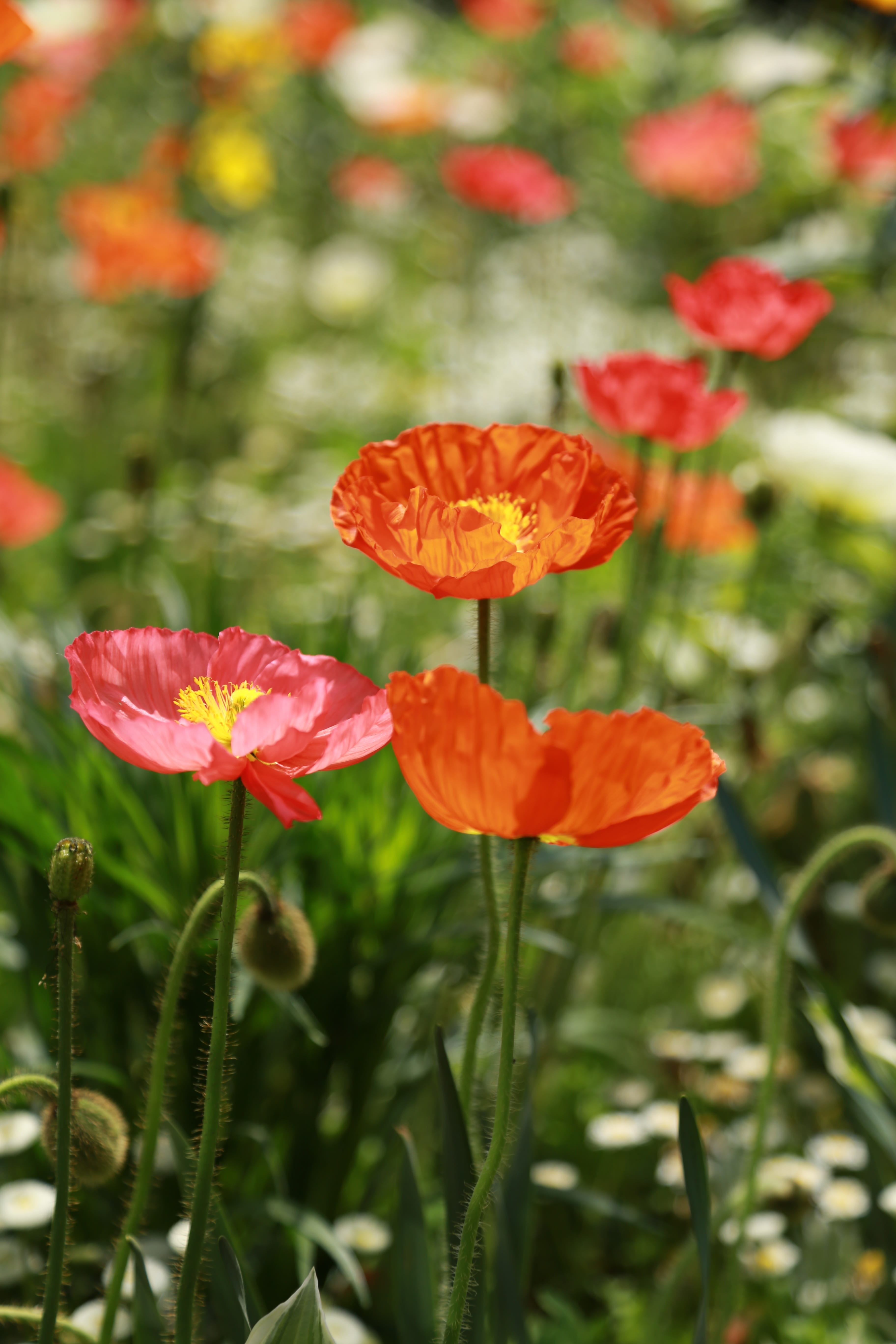photography, poppies, day, orange color, garden, beauty in nature, close-up, plant, growth, focus on foreground, papaverales, poppy field, grass, flower, Phone HD Wallpaper