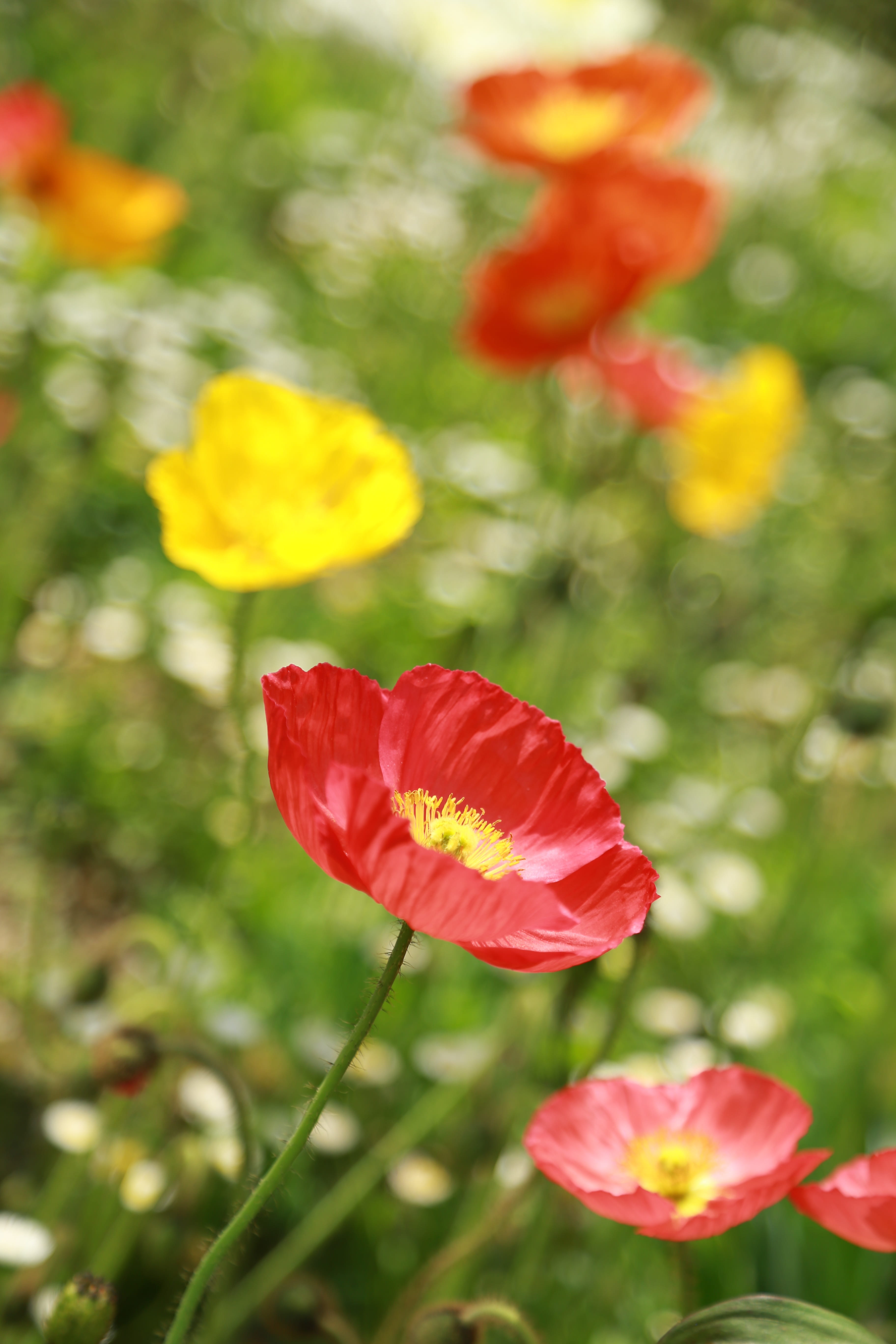 flowers, plant stem, no people, outdoors, nature, poppy field, background, flower head, petal, butterfly, plants, focus on foreground, s, 5K, plant, photography, Phone HD Wallpaper