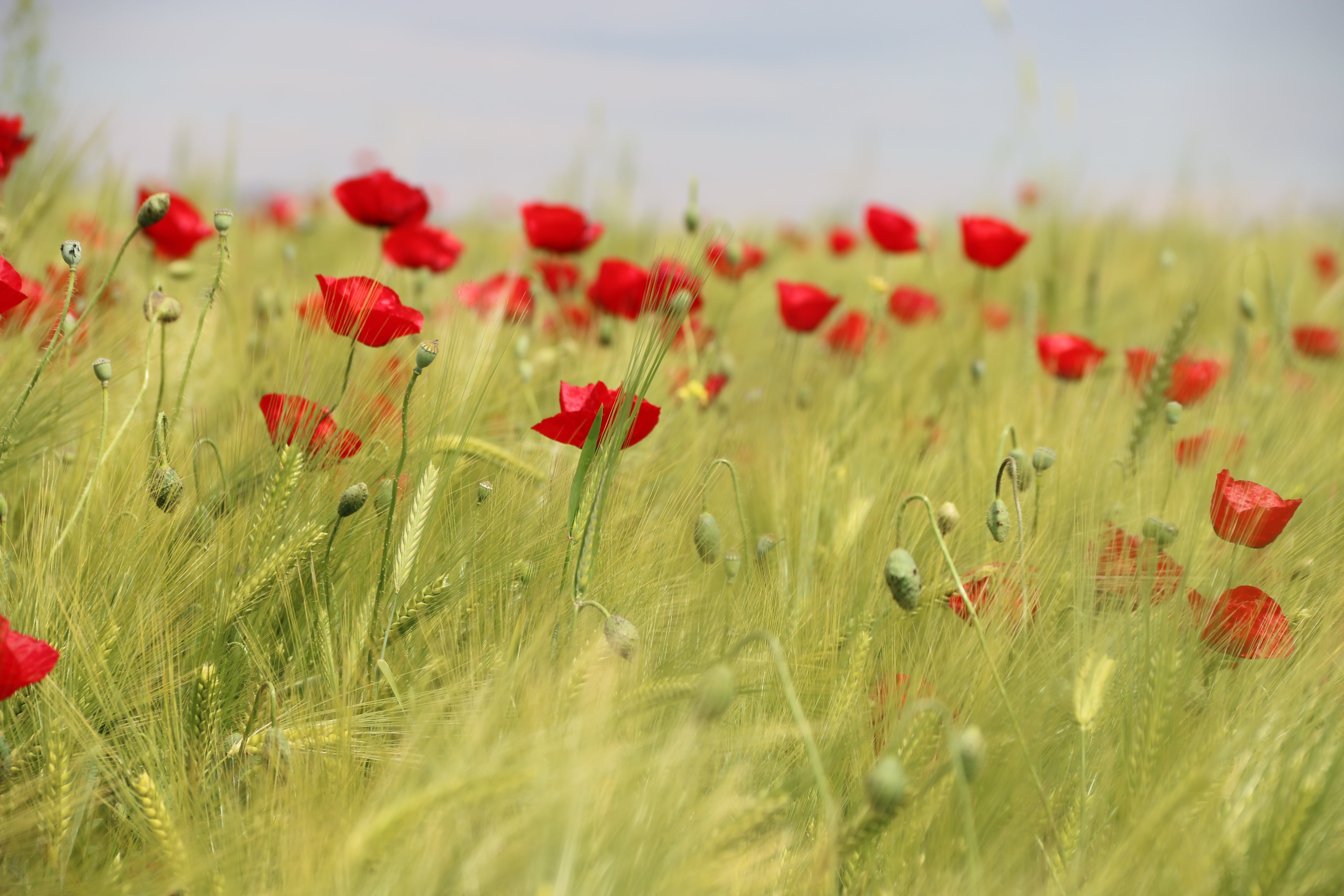springtime, plant, 5K, outdoors, fragility, summer, no people, flower head, close-up, flowers, poppy, meadow, papaver rhoeas, petaled, rural Scene, macro, HD Wallpaper