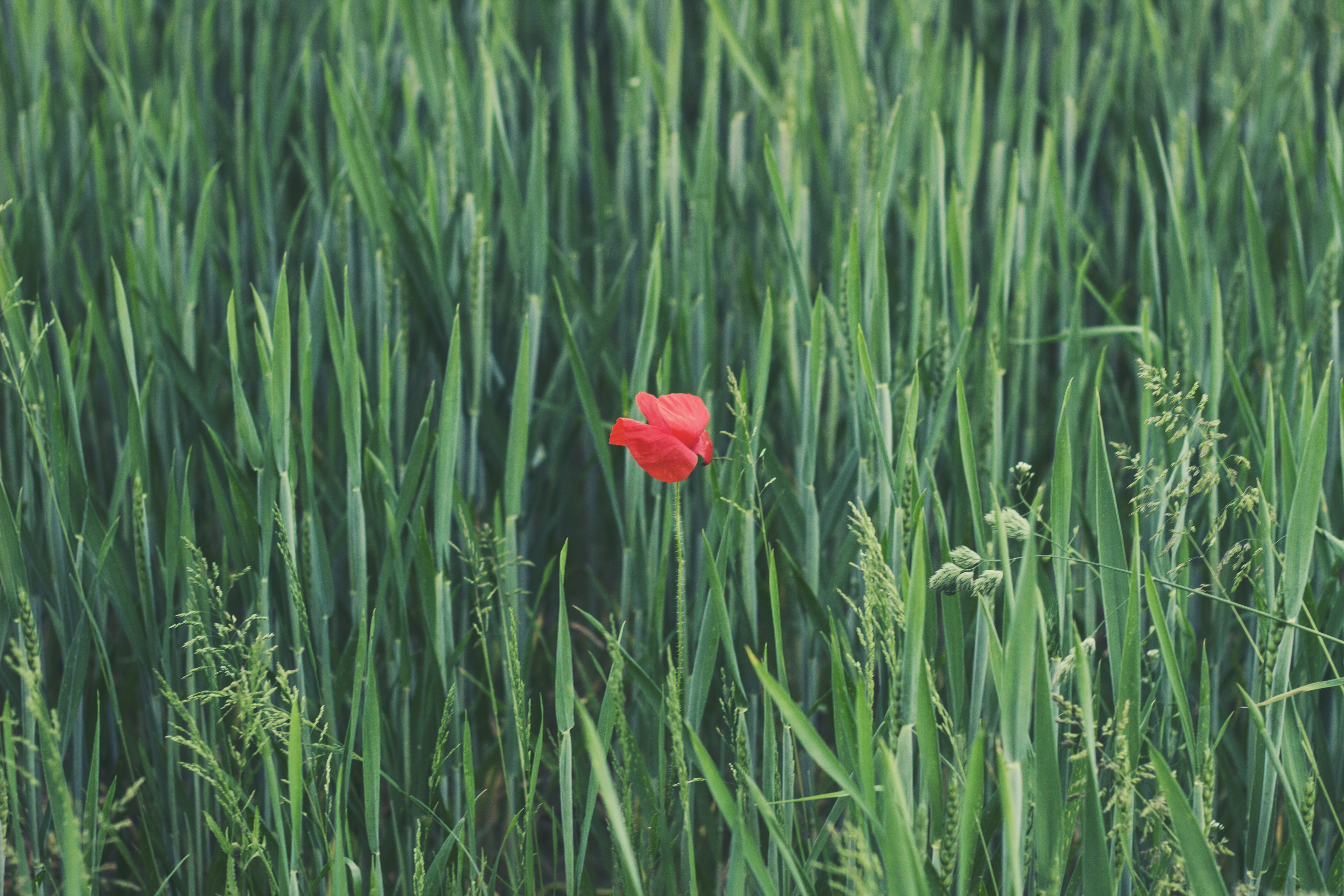 fragility, petaled, flowering plant, 5K, rose, petal, inflorescence, rural Scene, no people, season, summer, meadow, vulnerability, flower head, growth, HD Wallpaper