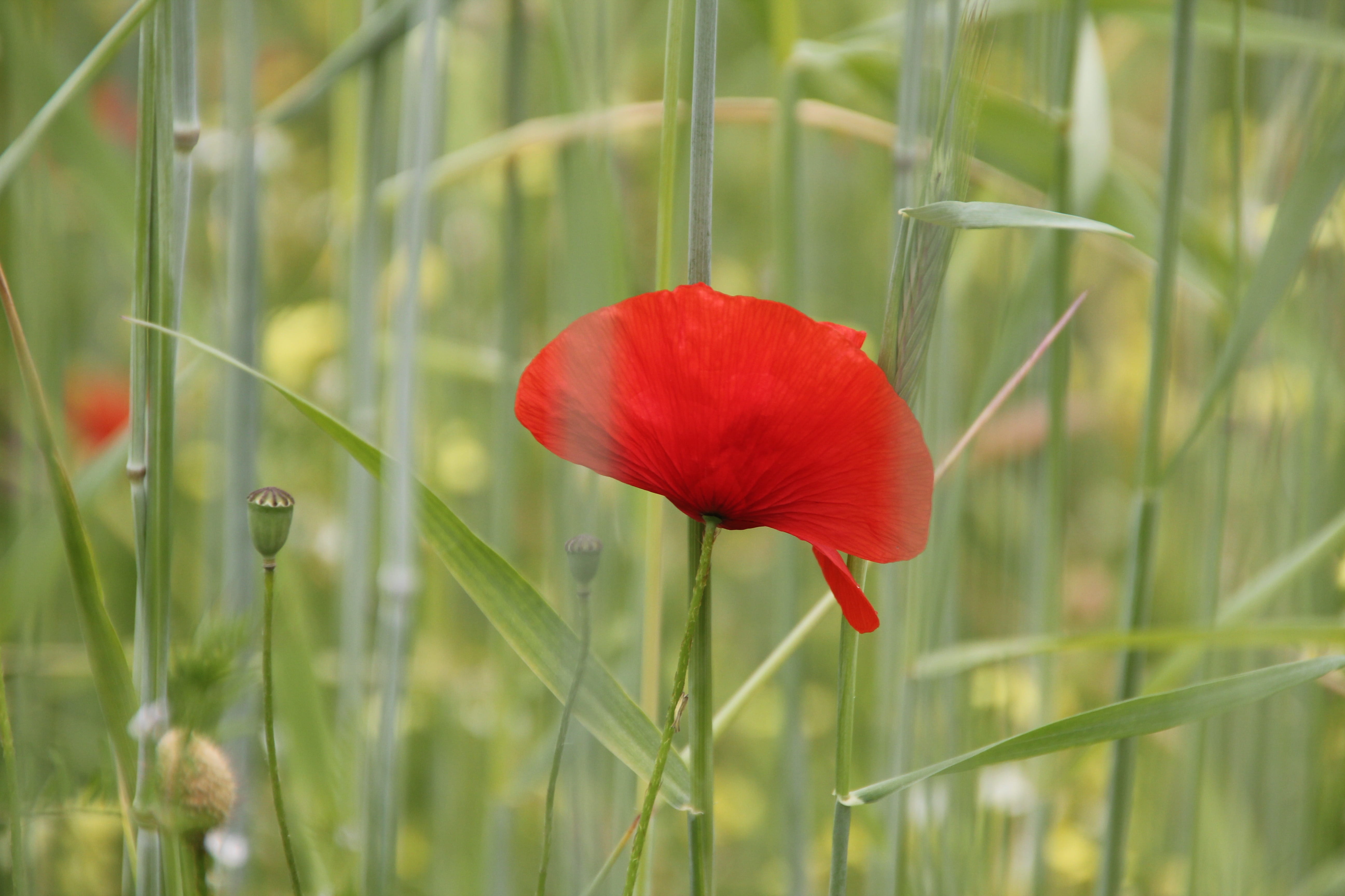 summer, vulnerability, blade of grass, shallow focus, summer meadow, grass, wild flowers, meadow, focus, shallow, growth, no people, flower head, close-up, HD Wallpaper