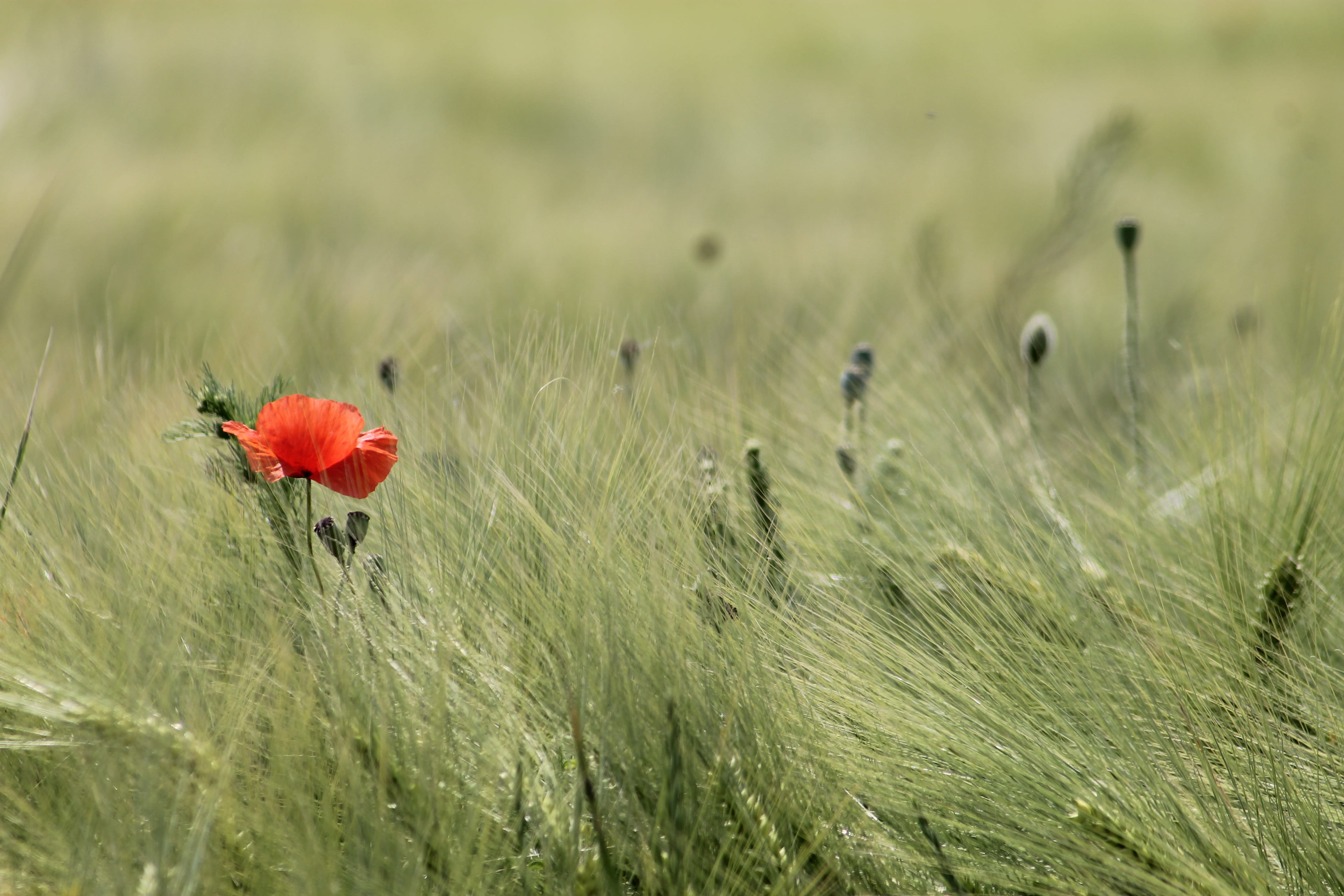 selective focus, flower head, cereal plant, plants, summer, springtime, outdoors, beauty In Nature, sunlight, daytime, non-Urban Scene, land, focus, wildflower, HD Wallpaper