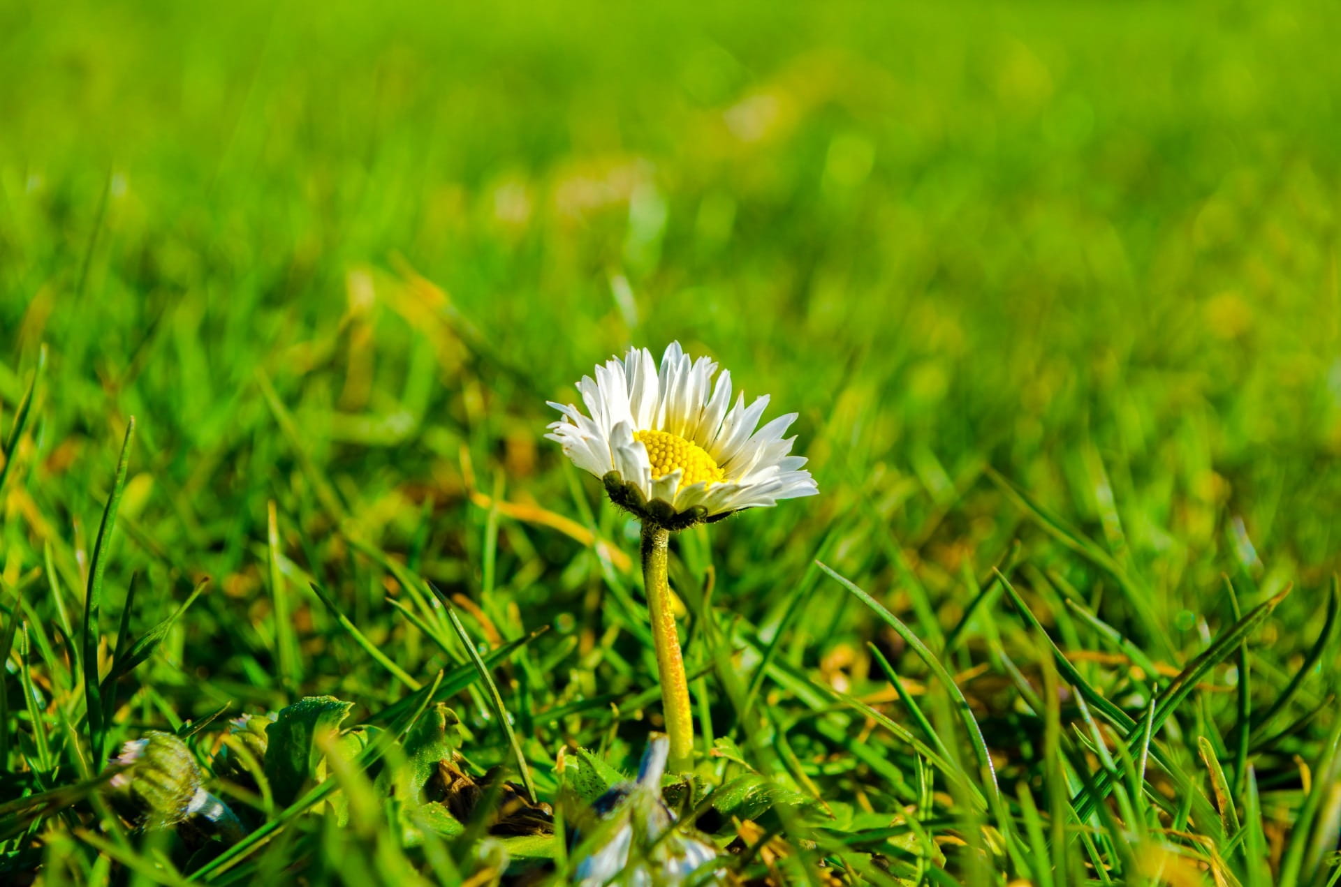 garden, Grass, focus, outdoors, Meadow, springtime, Floral, blossom, inflorescence, macro, field, bloom, selective, no people, freshness, green Color, dandelion, HD Wallpaper