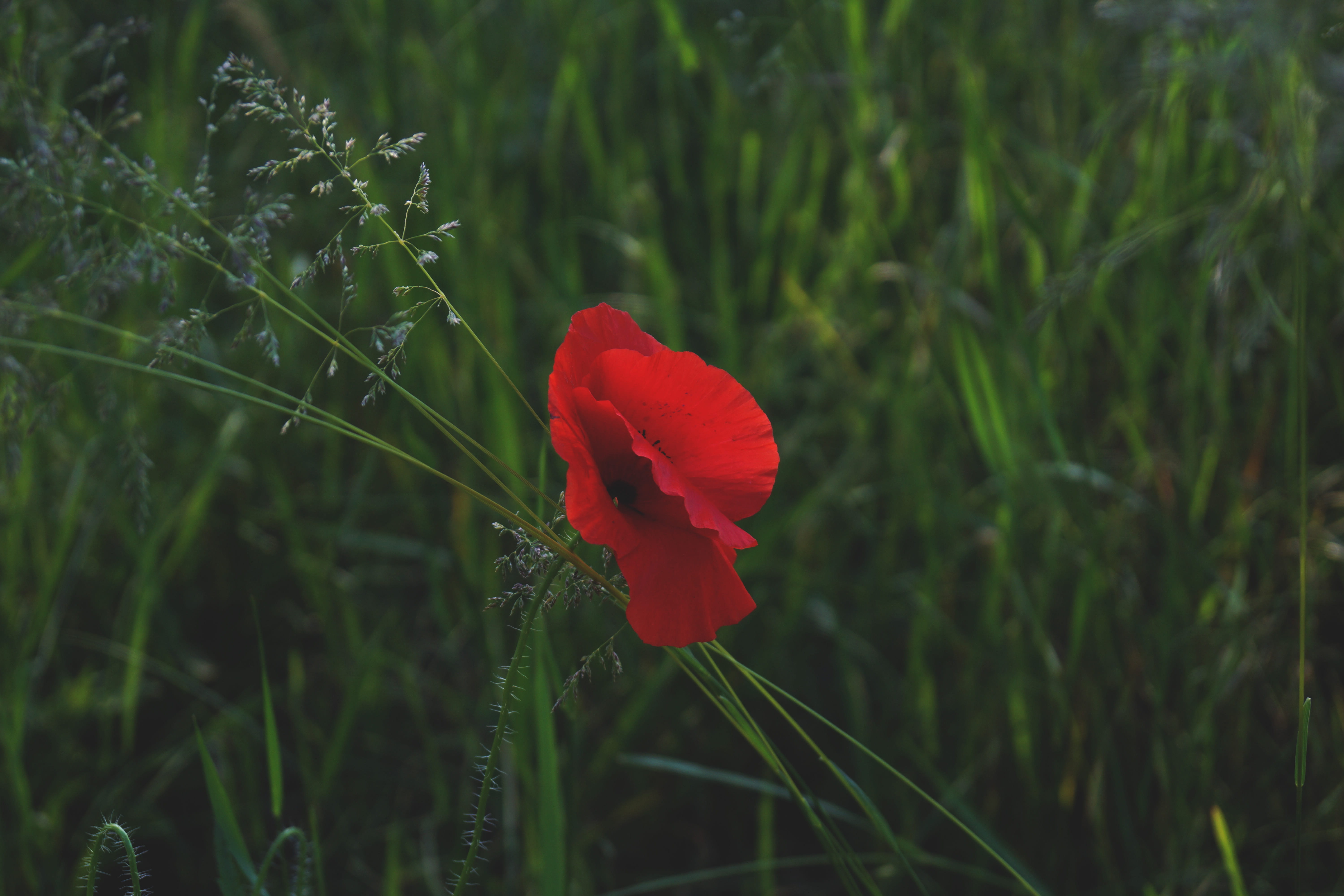 flower petal, growth, popy, red, summer, petal, thorn, focus on foreground, flowering plant, vulnerability, field, close-up, photography, land, 5K, fragility, HD Wallpaper