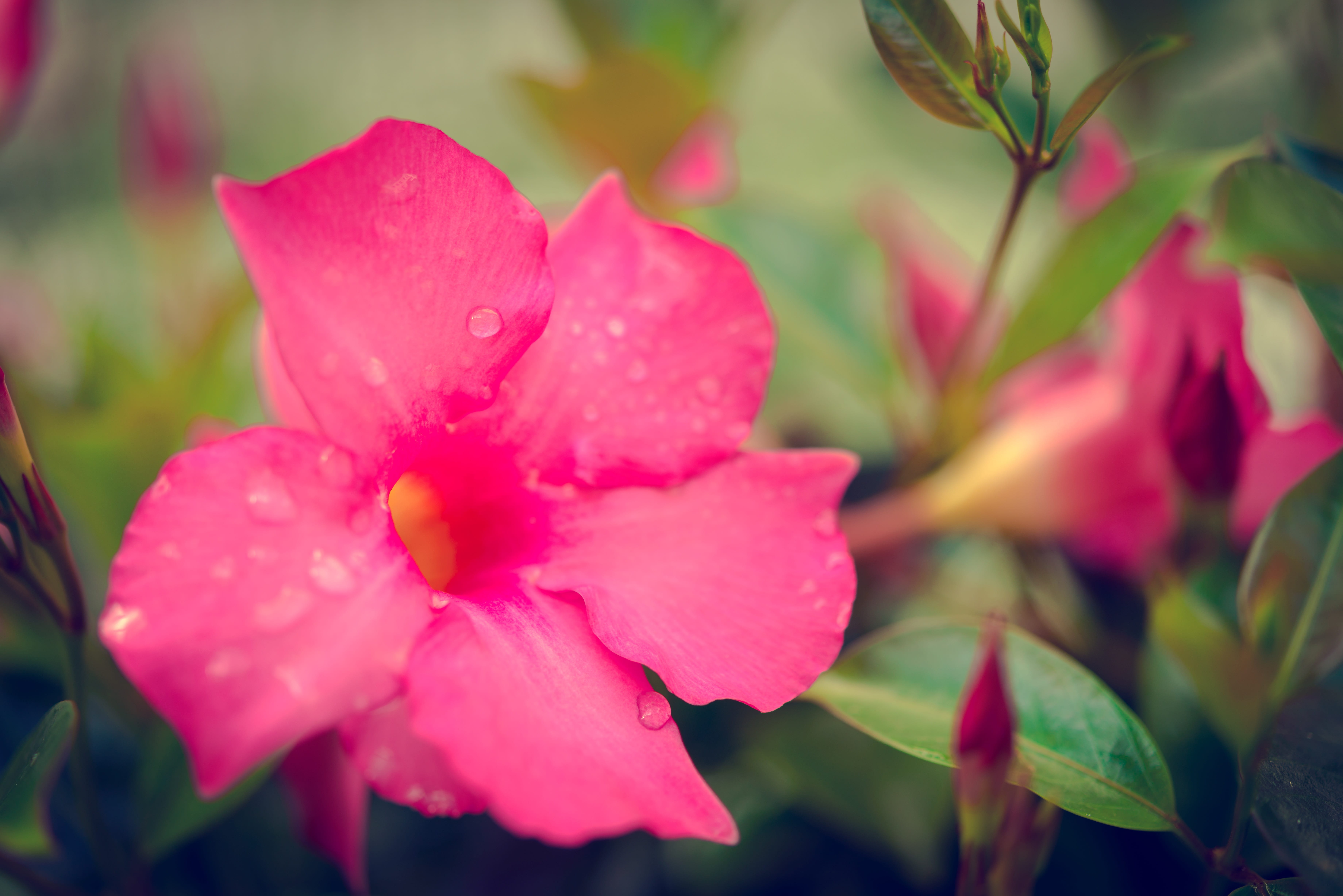 color, botany, out, eternal, park, in the outdoor area, drop, scene, fragility, dew, blossom, photography, bloom, wet, garden, beauty, gardens, macro, inflorescence, HD Wallpaper