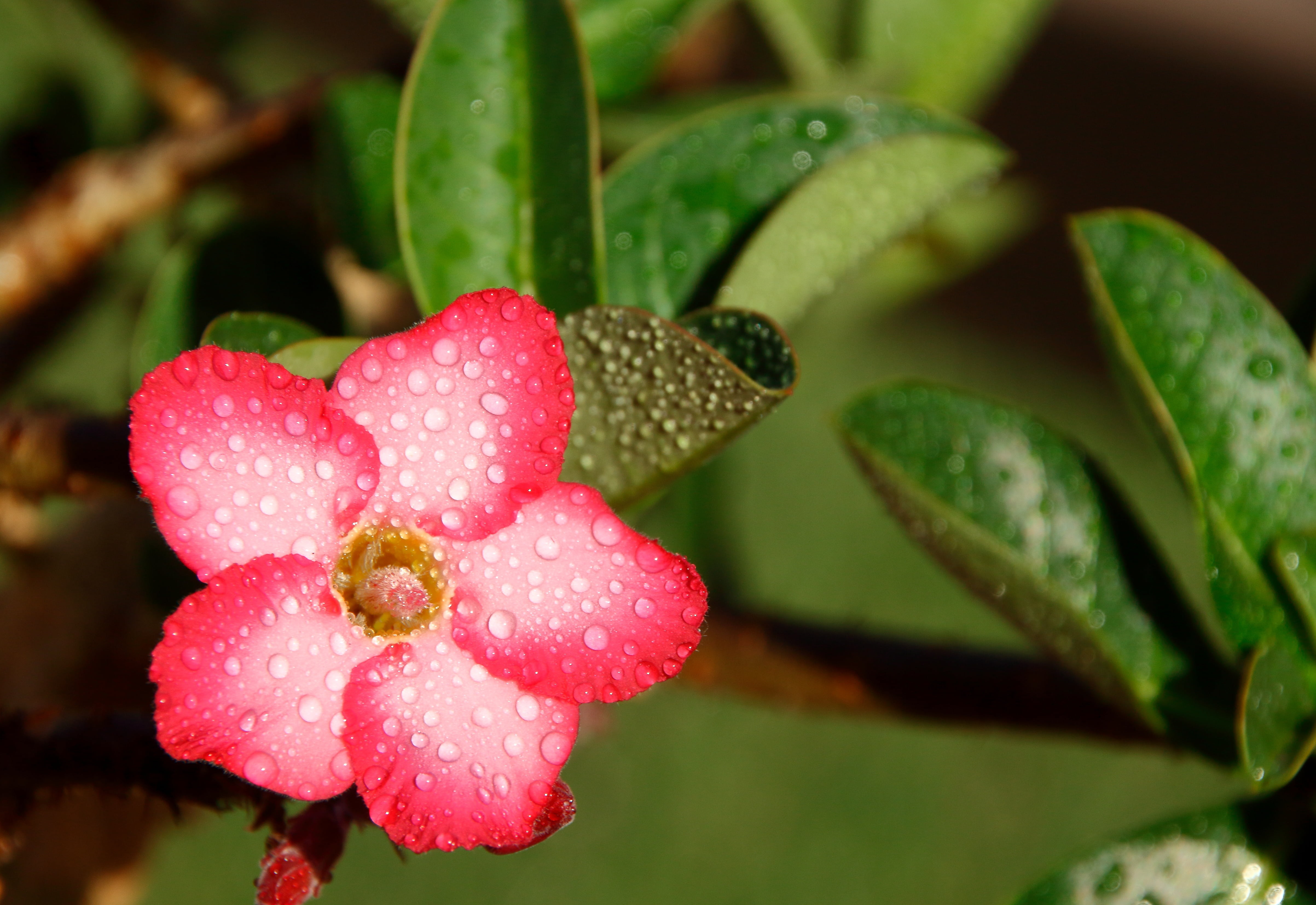 purity, freshness, drops, pink color, water, screen, petals, background, plant, green, spring, leaf, warmth, growth, red, focus, desert, white, garden, HD Wallpaper