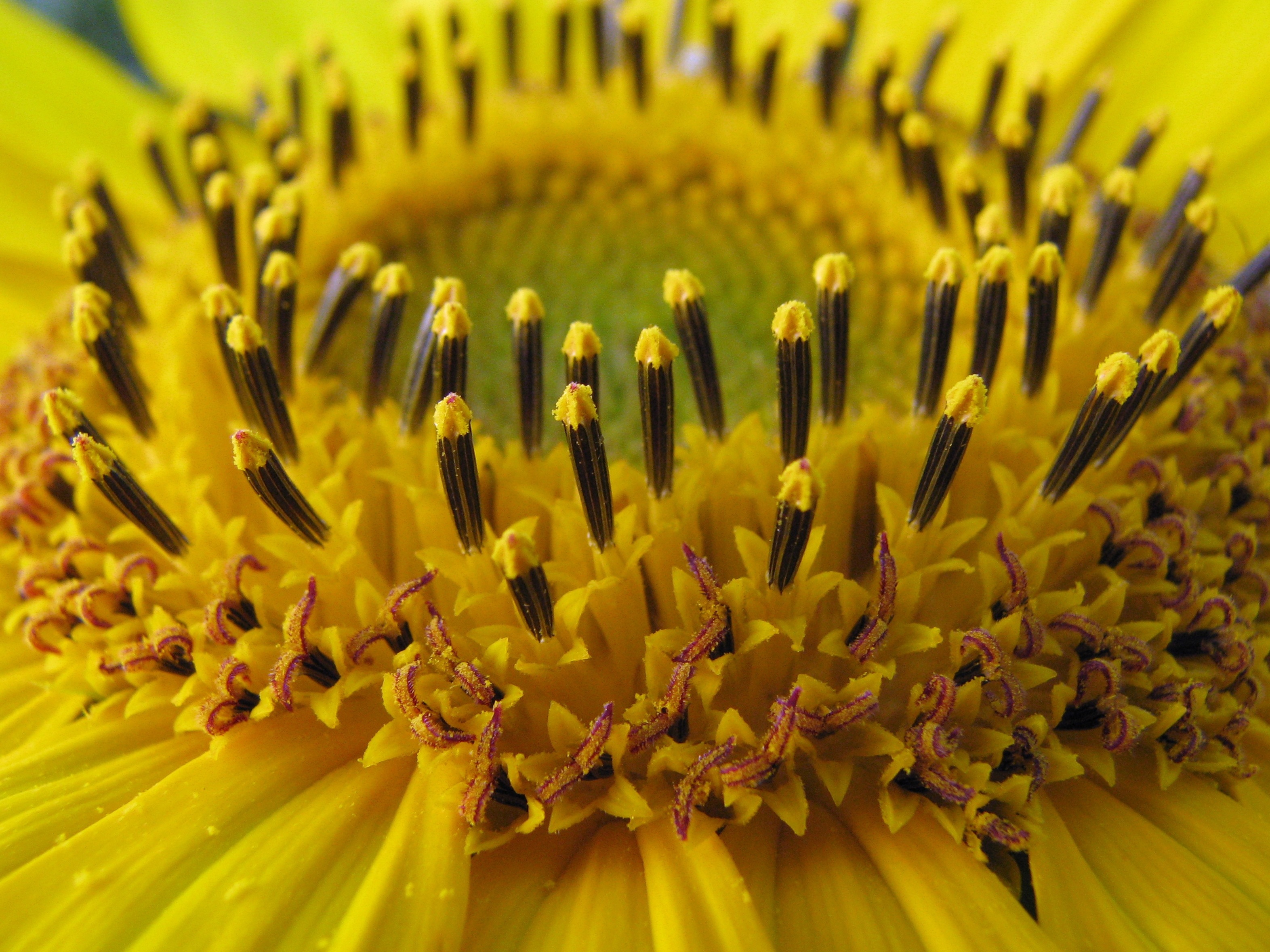 pollen, no people, blossom, helianthus annuus, detail, beauty in nature, sunflower, vulnerability, backgrounds, nature, focus on foreground, growth, flower head, HD Wallpaper