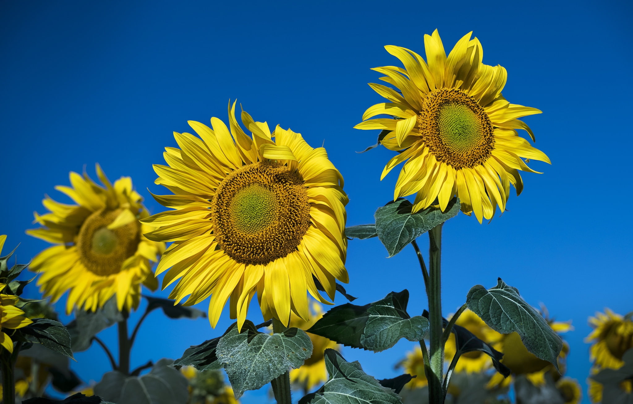 close-up, plants, fragility, flowers, growth, flowering plant, sky, yellow flowers, low angle view, plant, freshness, clear sky, sunflower, 1080P, no people, HD Wallpaper