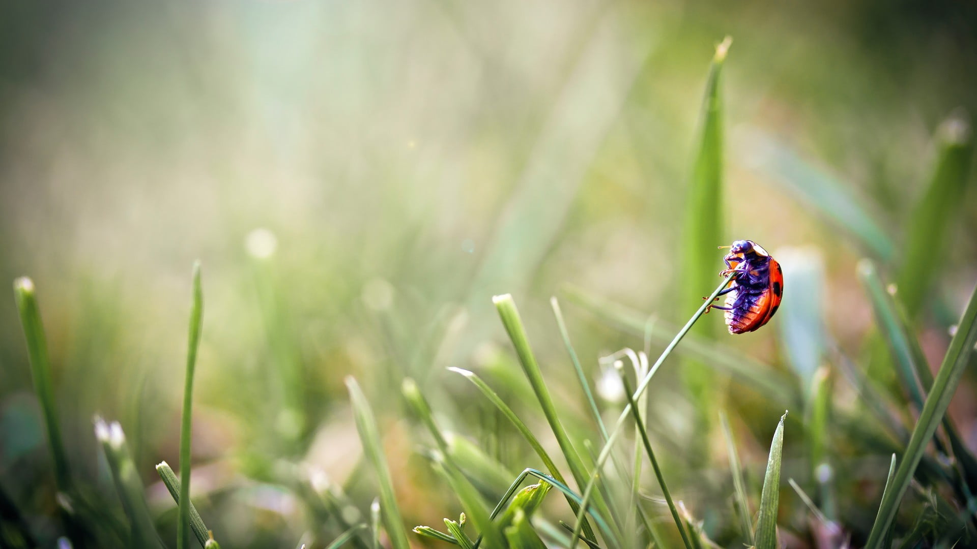 one animal, macro, animal themes, growth, outdoors, 1080P, invertebrate, plant, red, nature, animals in the wild, ladybird, animal, blade of grass, grass, HD Wallpaper