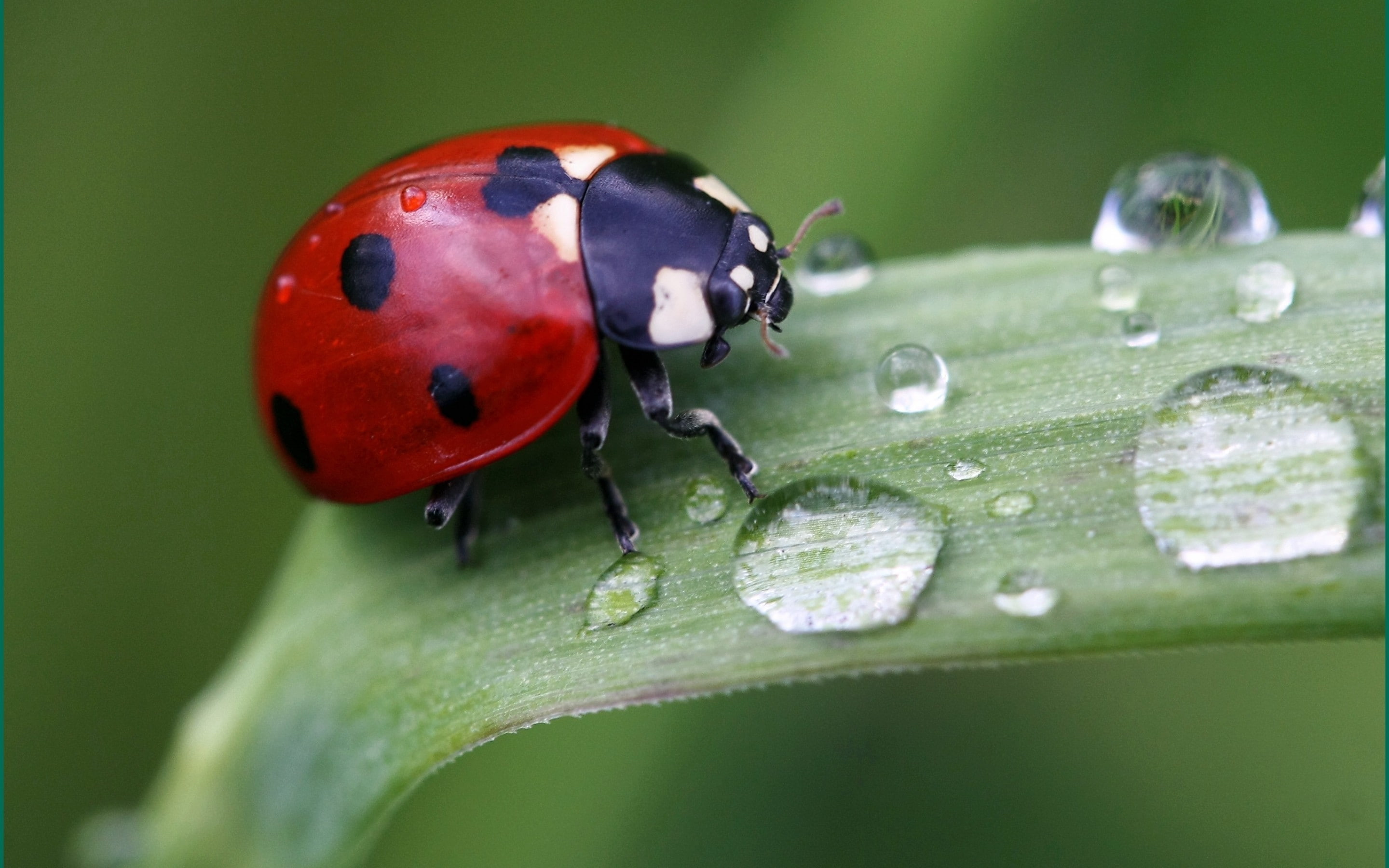 cool, 2K, ladybird, ladybug, cute, HD Wallpaper