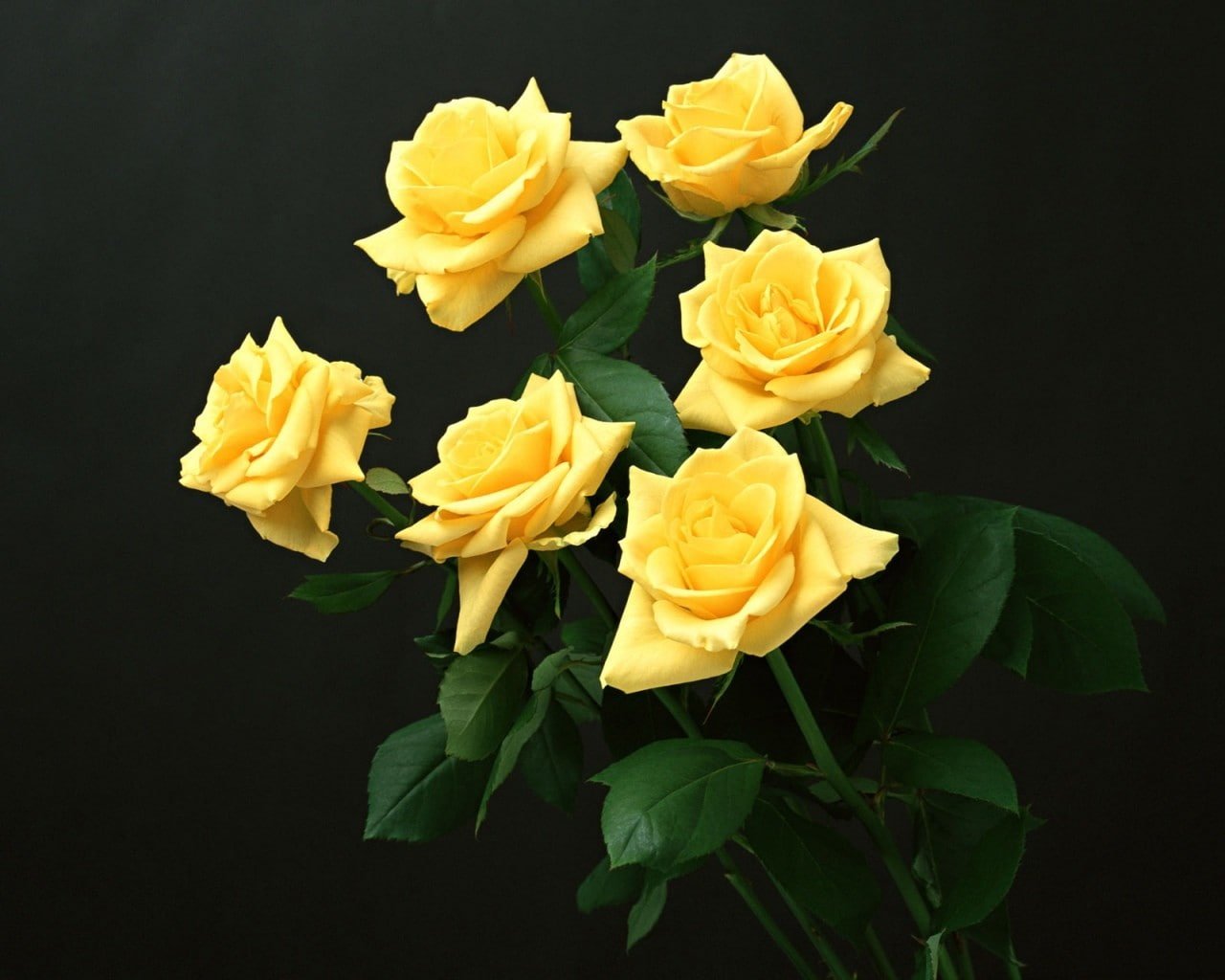 yellow flowers, 720P, yellow roses, HD Wallpaper