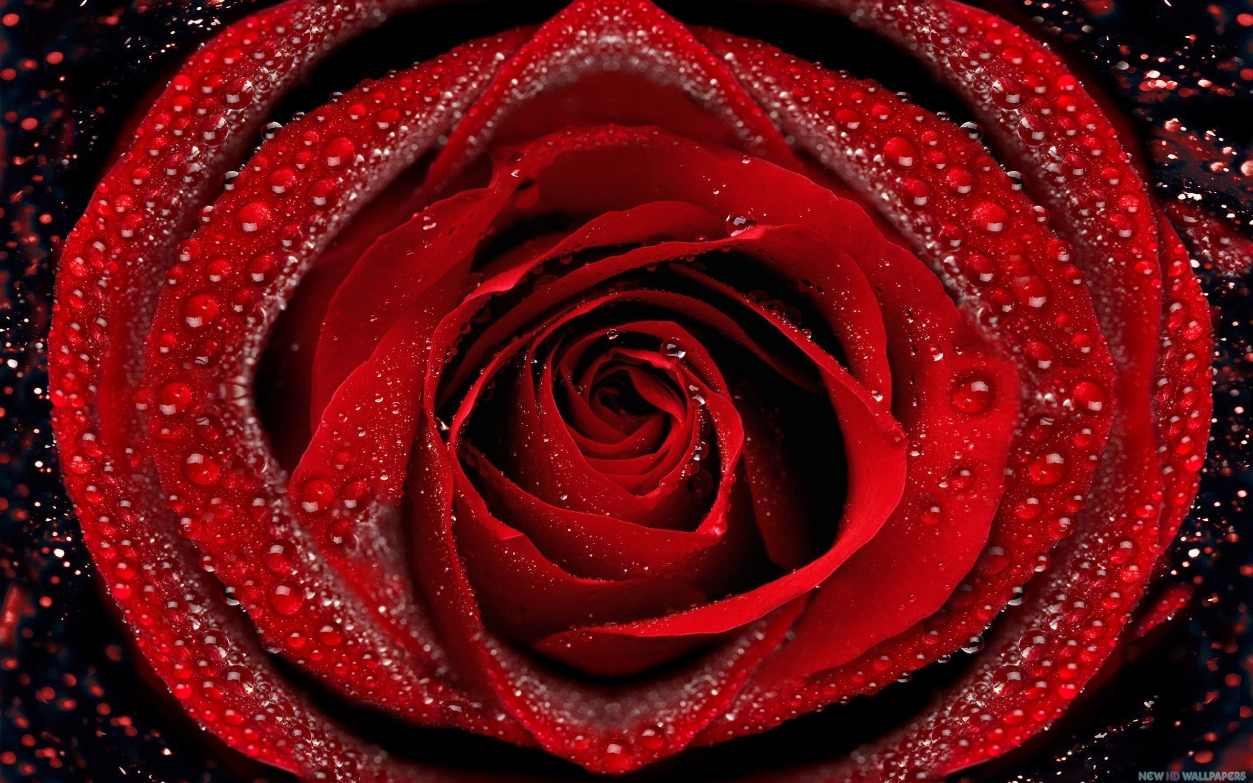 no people, nature, flowers, flower head, close-up, water, drop, plant, rose, flowering plant, freshness, dew, fragility, raindrop, beauty in nature, 2K, HD Wallpaper