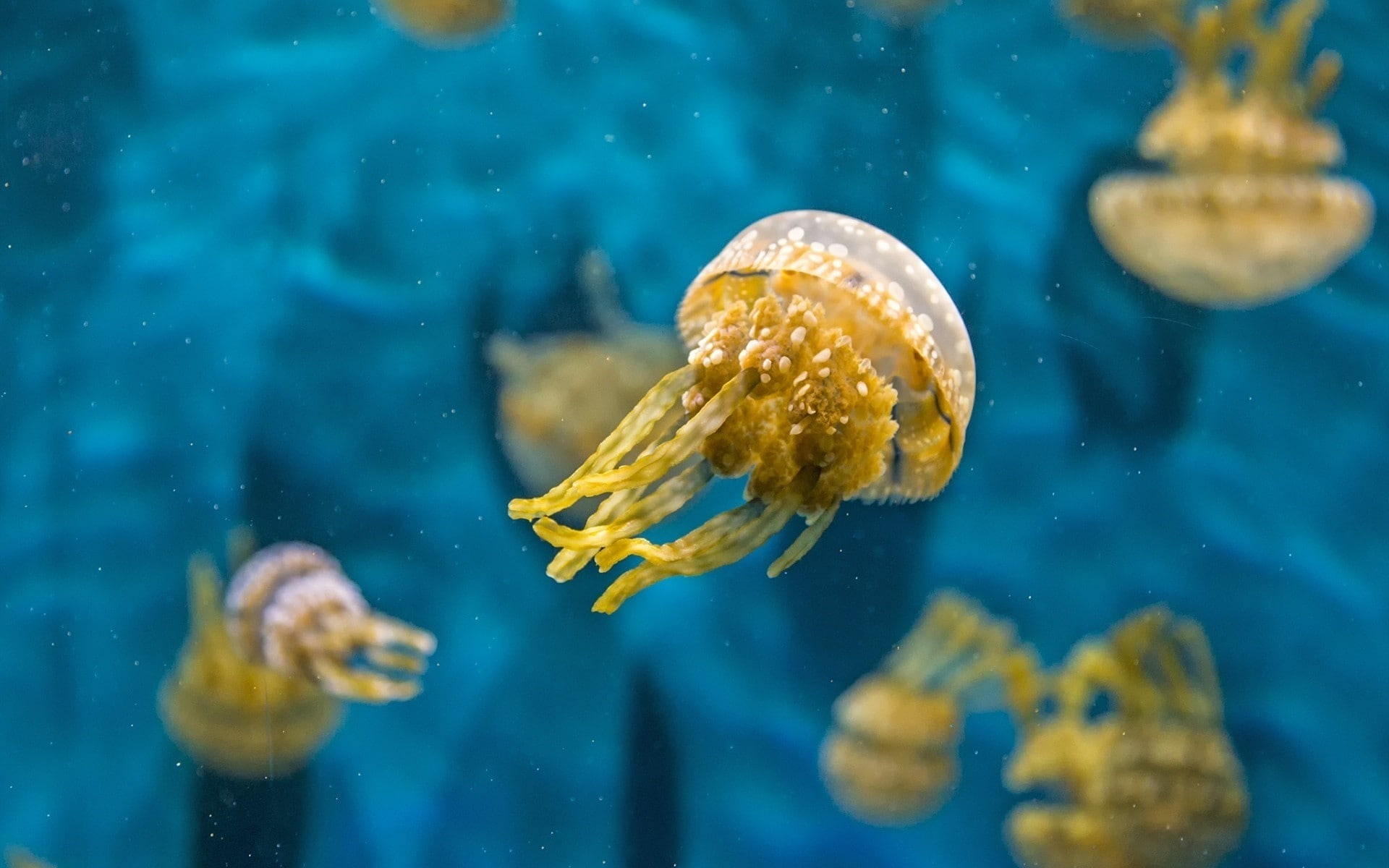 jellyfish, 1080P, HD Wallpaper