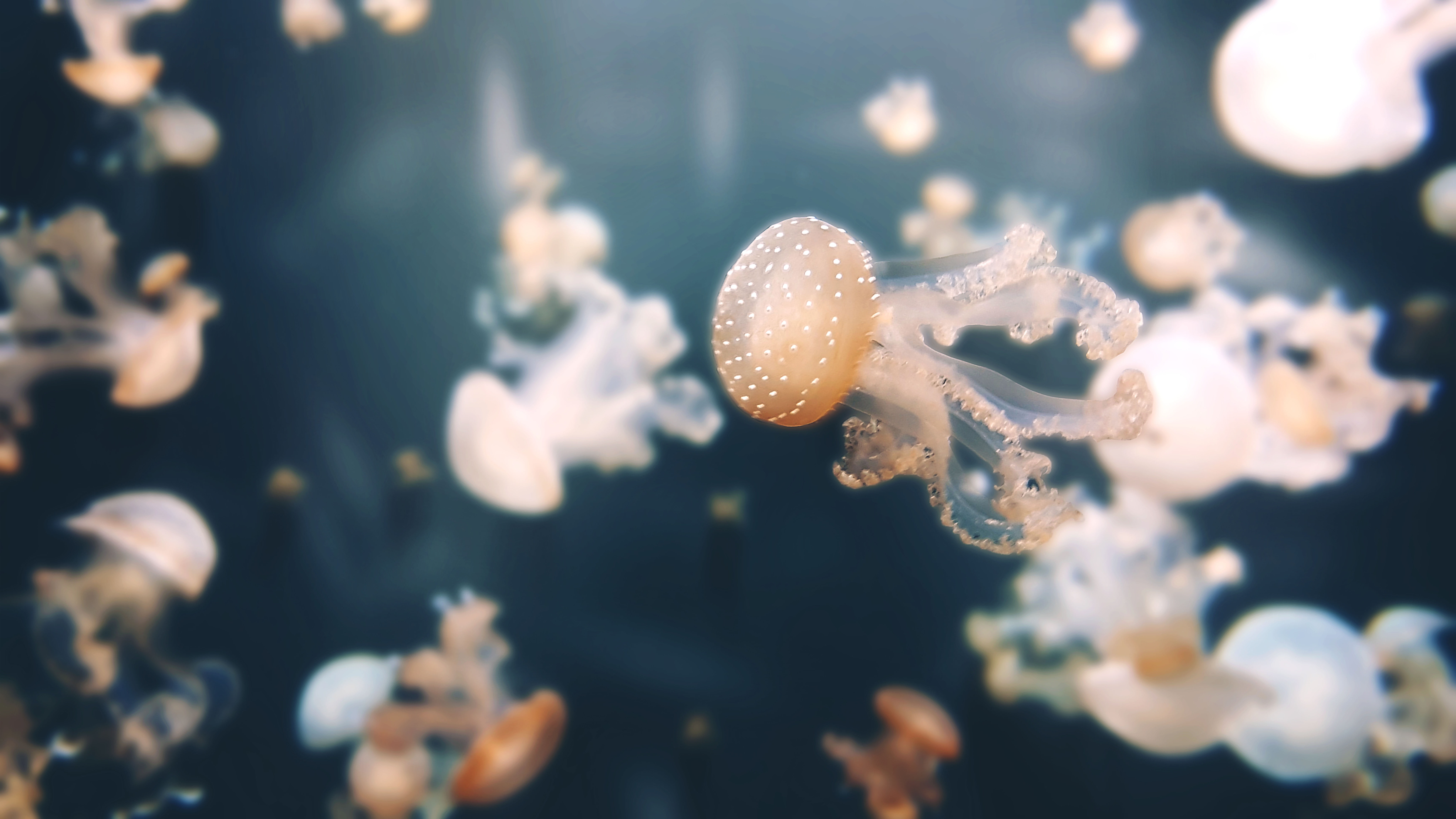 8K, Jellyfishes, 4K, Aquarium of Paris, Underwater, 8K, HD Wallpaper