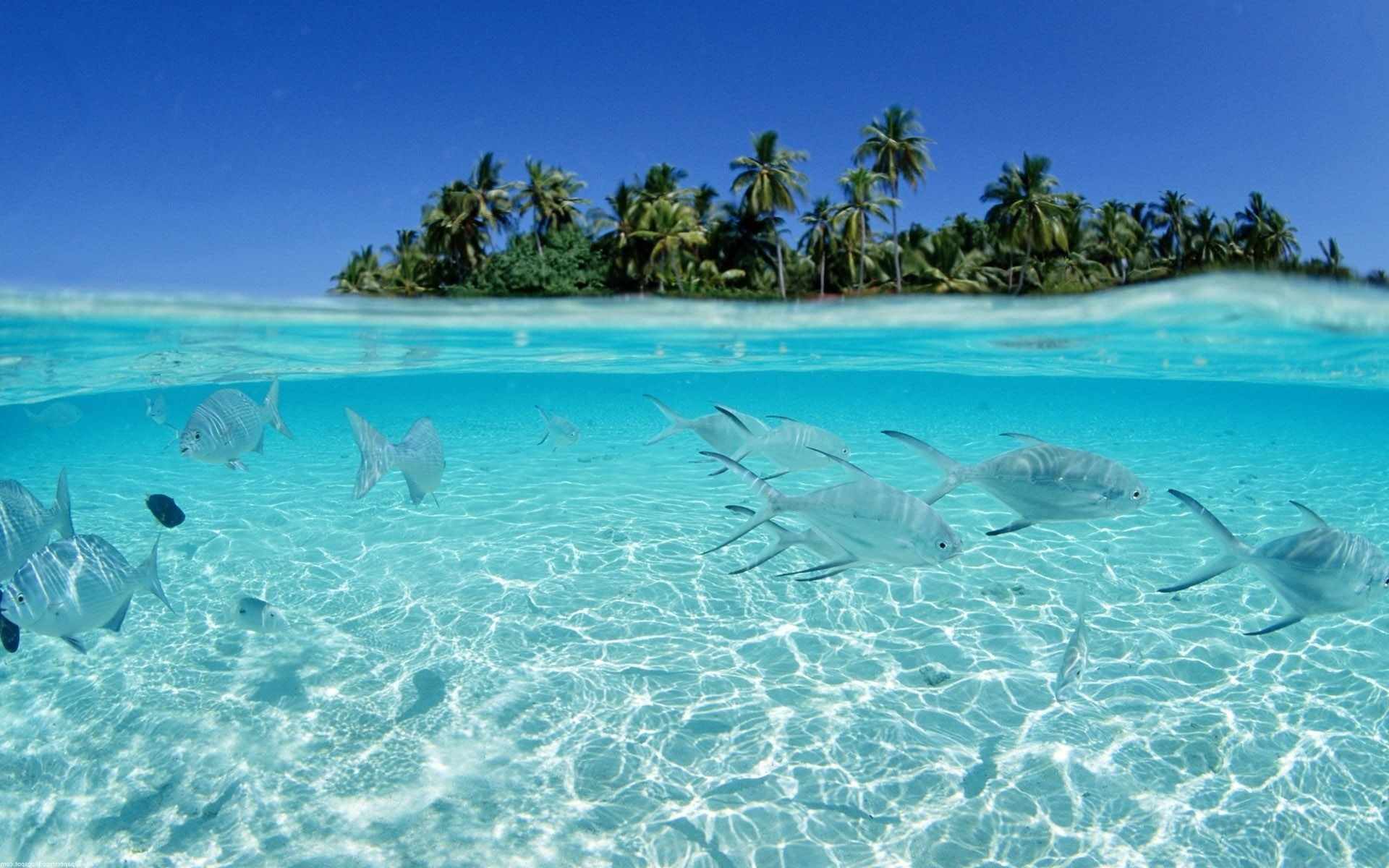 hd, fish, seascapes, ocean, x, beach, art, 1080P, animals, HD Wallpaper