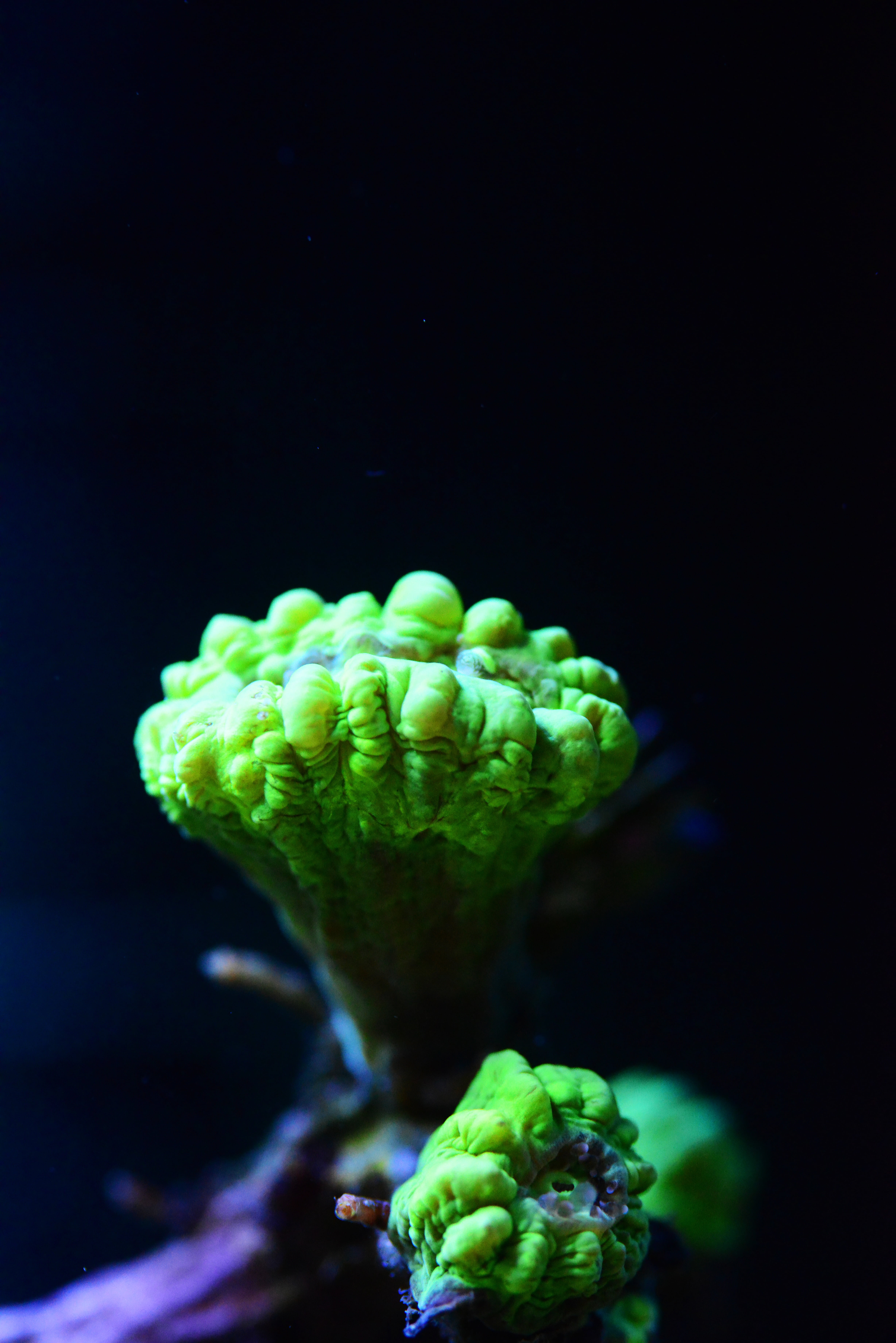 copy space, green color, stony coral, no people, saltwater, close-up, studio shot, selective focus, 5K, softness, indoors, food and drink, plant, Phone HD Wallpaper