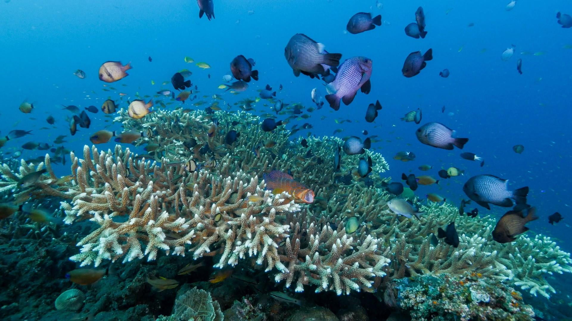 reef, ecosystem, large group of animals, blue water, animal themes, underwater, sea life, school of fish, coral, ocean, 1080P, swimming, animal wildlife, HD Wallpaper