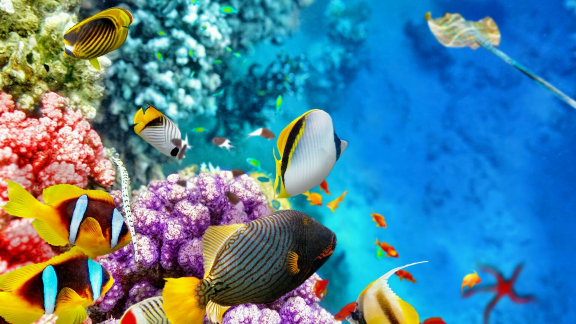 reef, nature, fish, group of animals, stony coral, purple, coral, multi colored, aquarium, outdoors, invertebrate, undersea, sea life, marine, water, school of fish, HD Wallpaper