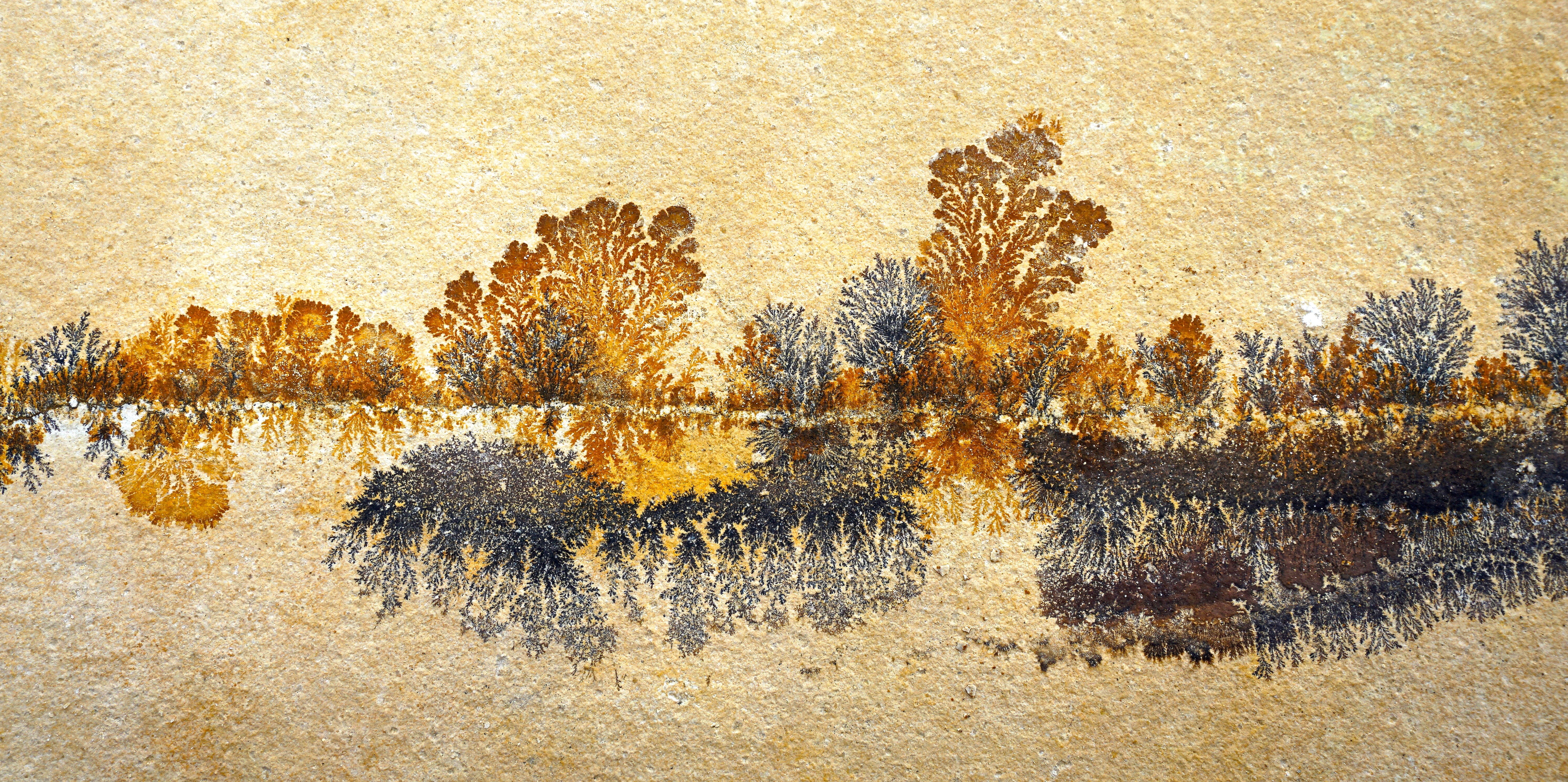 painting, plant, coniferous tree, outdoors, 5K, brown, steinplatte, animal, sunset, prehistoric times, black, pattern, water, beauty in nature, Dendrites, HD Wallpaper