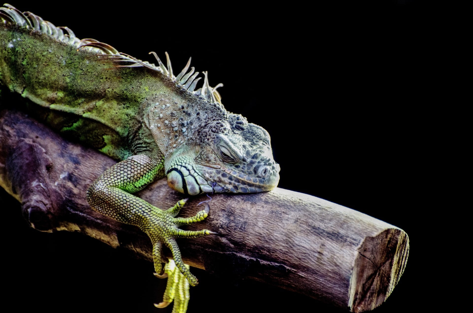indoors, micro, staring, black background, studio shot, animal scale, branch, detail, scaly, tree, animals in the wild, pupil, looking, water, vertebrate, HD Wallpaper