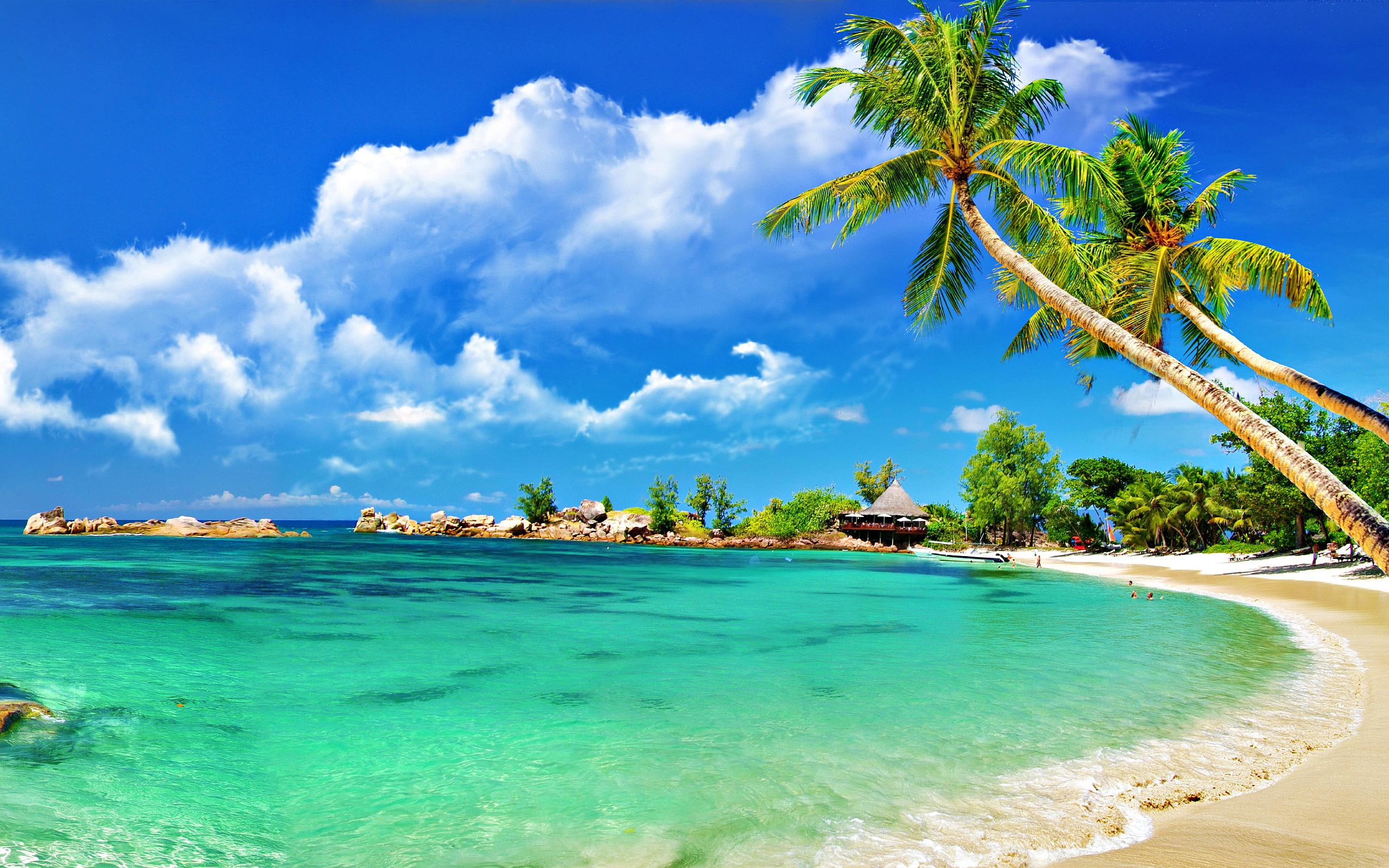 nature, palm, 2K, beach, tropical, HD Wallpaper