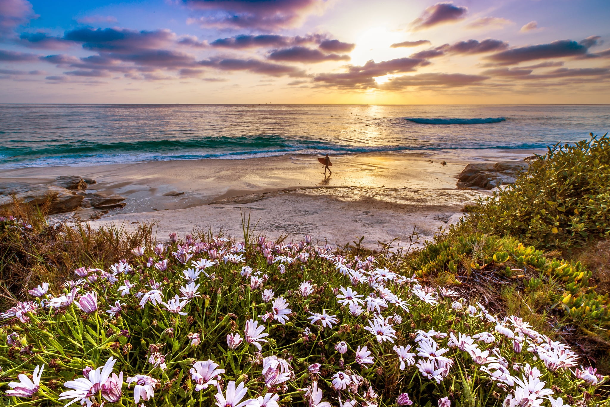 scenics, 1080P, plant, beach, sea, waters Edge, tranquility, scenics - nature, coast, sun, sky, beauty In Nature, flowering plant, land, flower, landscape, HD Wallpaper
