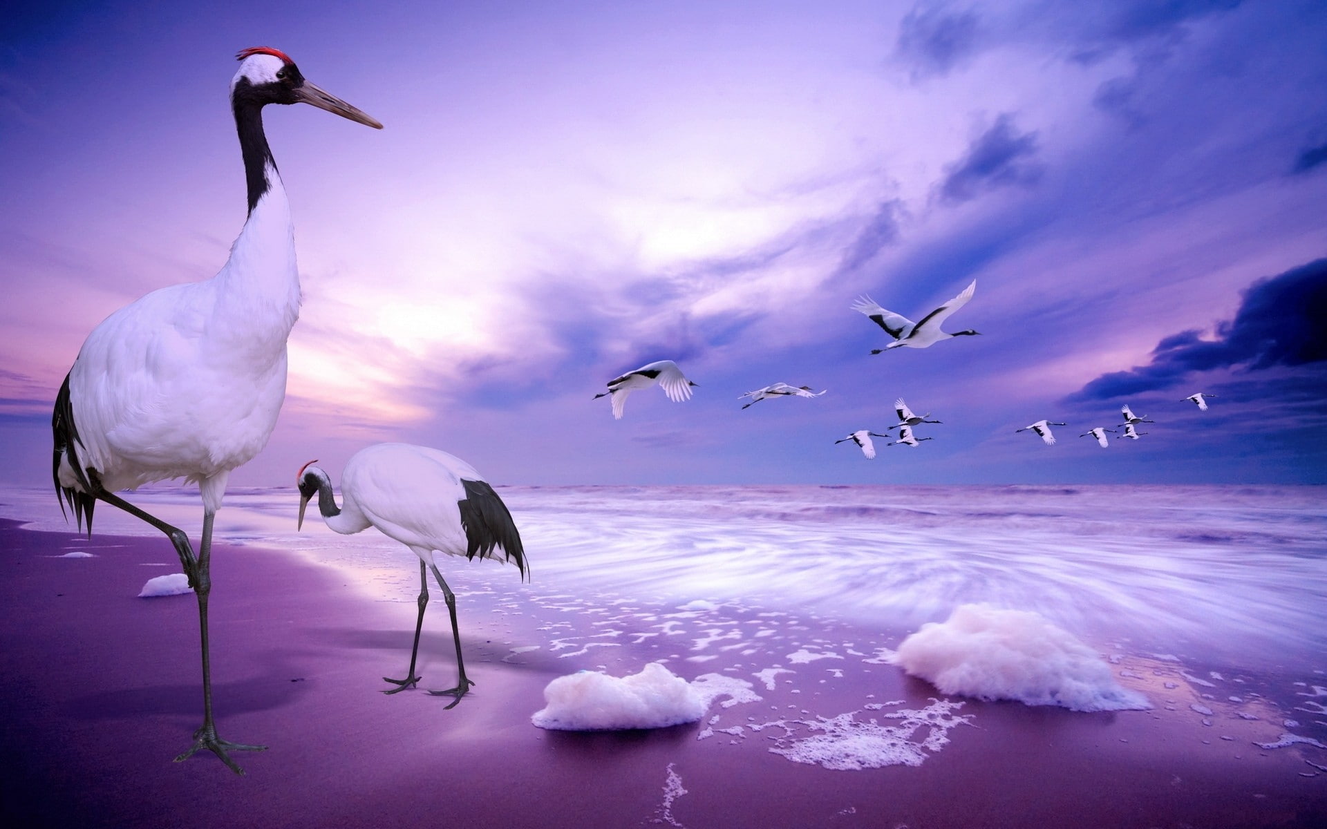  birds, big, gruiformes, beach, waves, sea, neck, legs, hd, cranes, 1080P, long, art, group, HD Wallpaper
