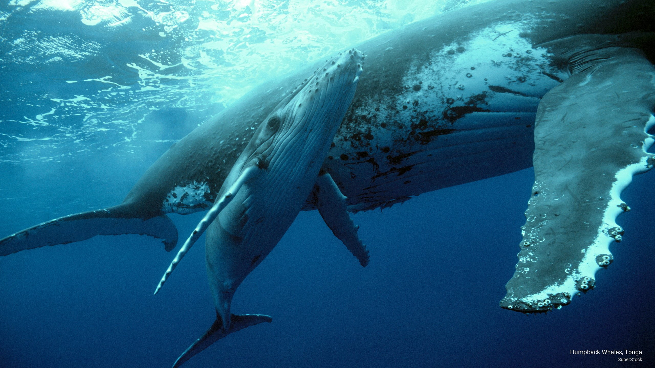 tonga, Ocean Life, 2K, whales, humpback, HD Wallpaper