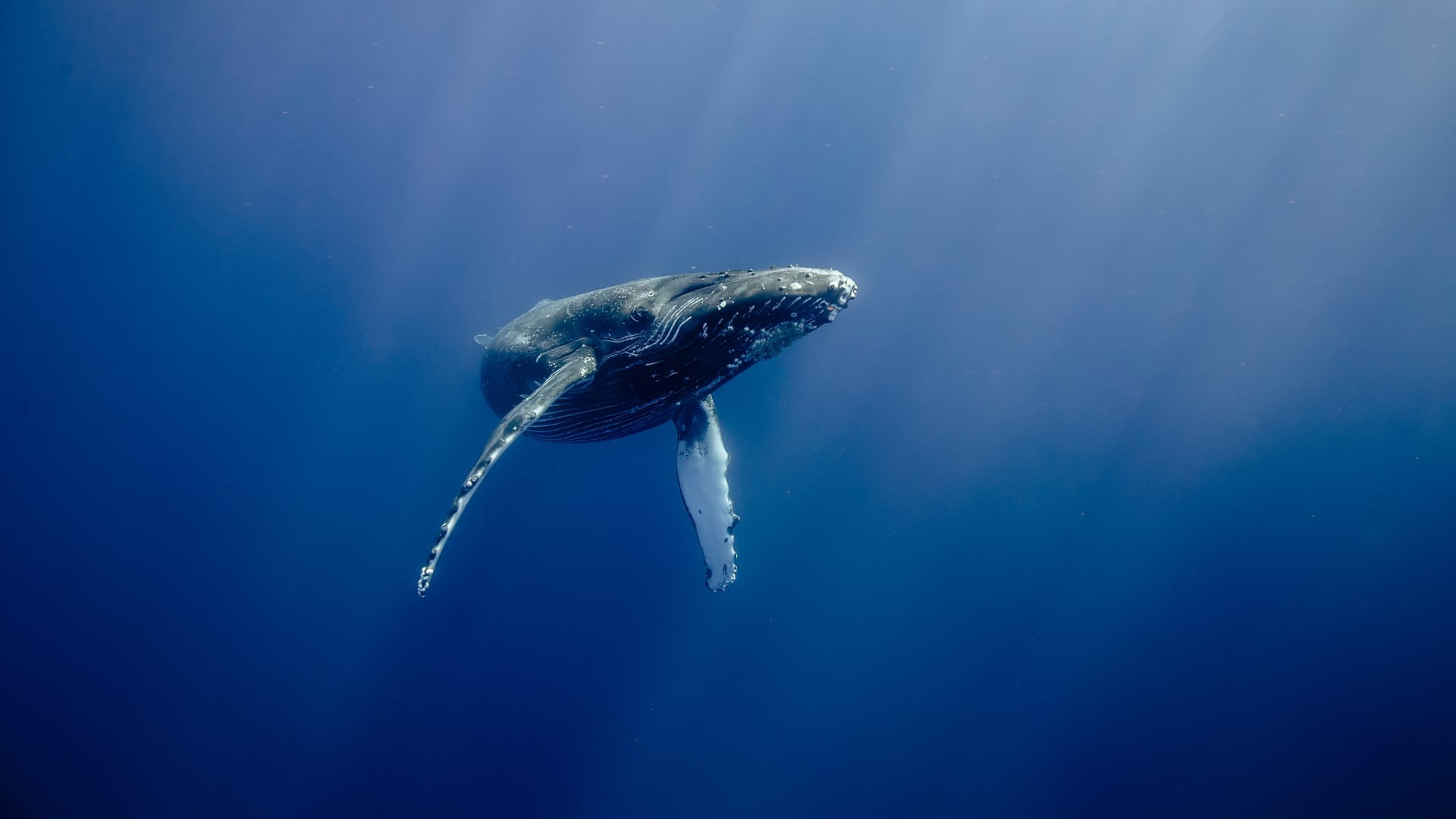 animals, sun rays, underwater, whale, water, USA, sea, fish, Hawaii, humpback whale, 1080P, HD Wallpaper