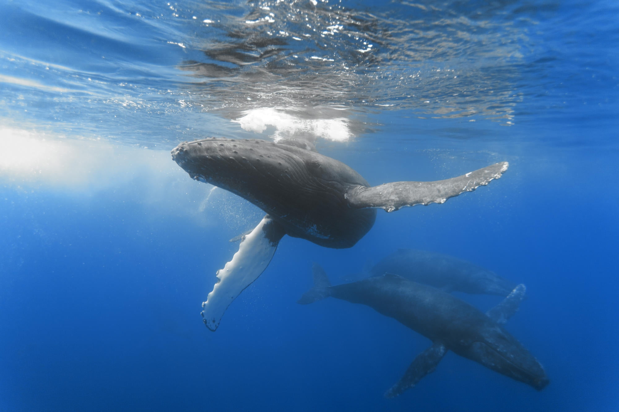 animal, undersea, animals In The Wild, endangered Species, swim, swimming Animal, one Animal, large, three, blue, whales, mammal, sea Life, pacific Ocean, HD Wallpaper