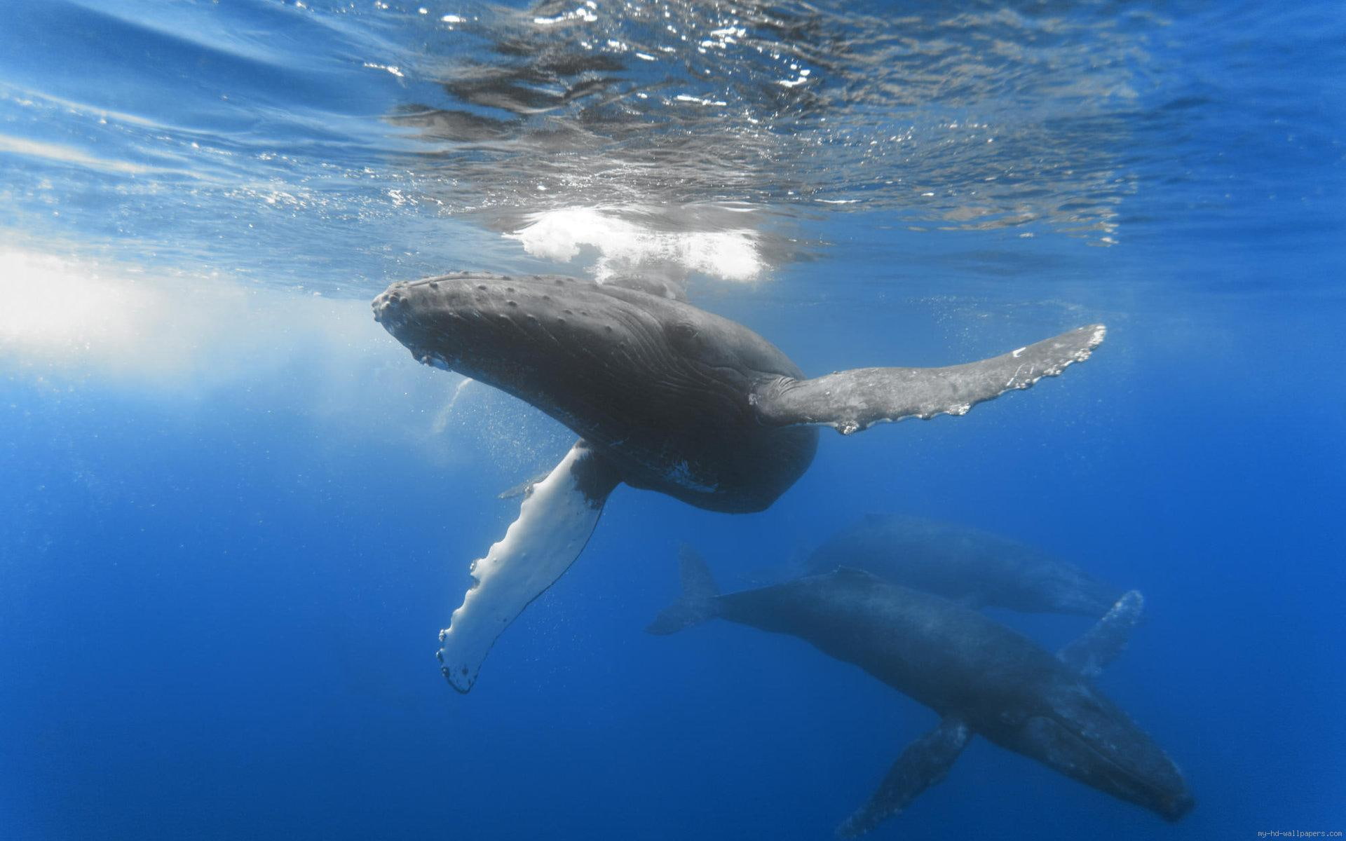 gray, blue, sea, whale, 1080P, animal, HD Wallpaper