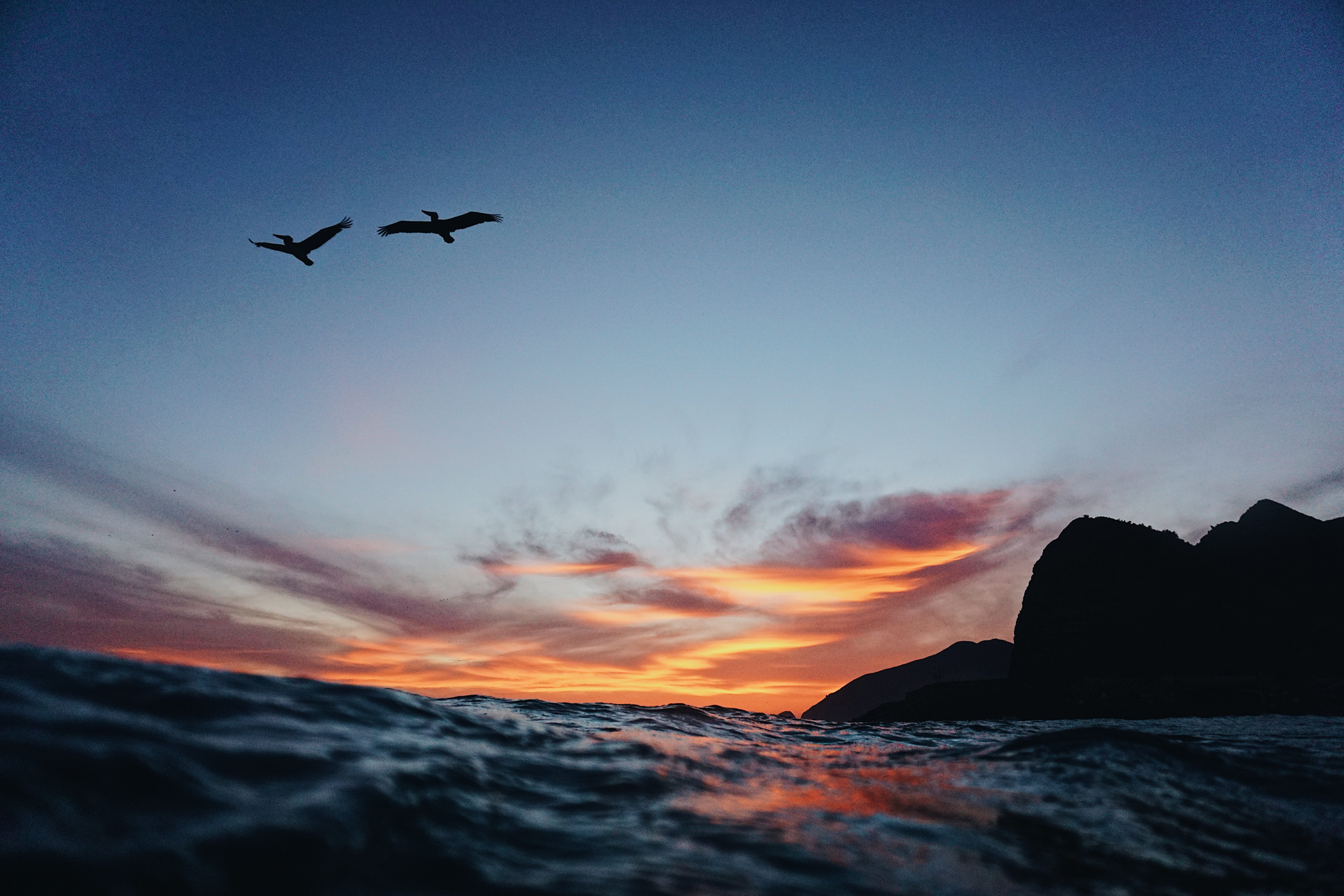 outdoor, near, sky, tranquil scene, sea level, nature, animal themes, sunset, vertebrate, flying, motion, animal, body, no people, cloud - sky, photography, HD Wallpaper
