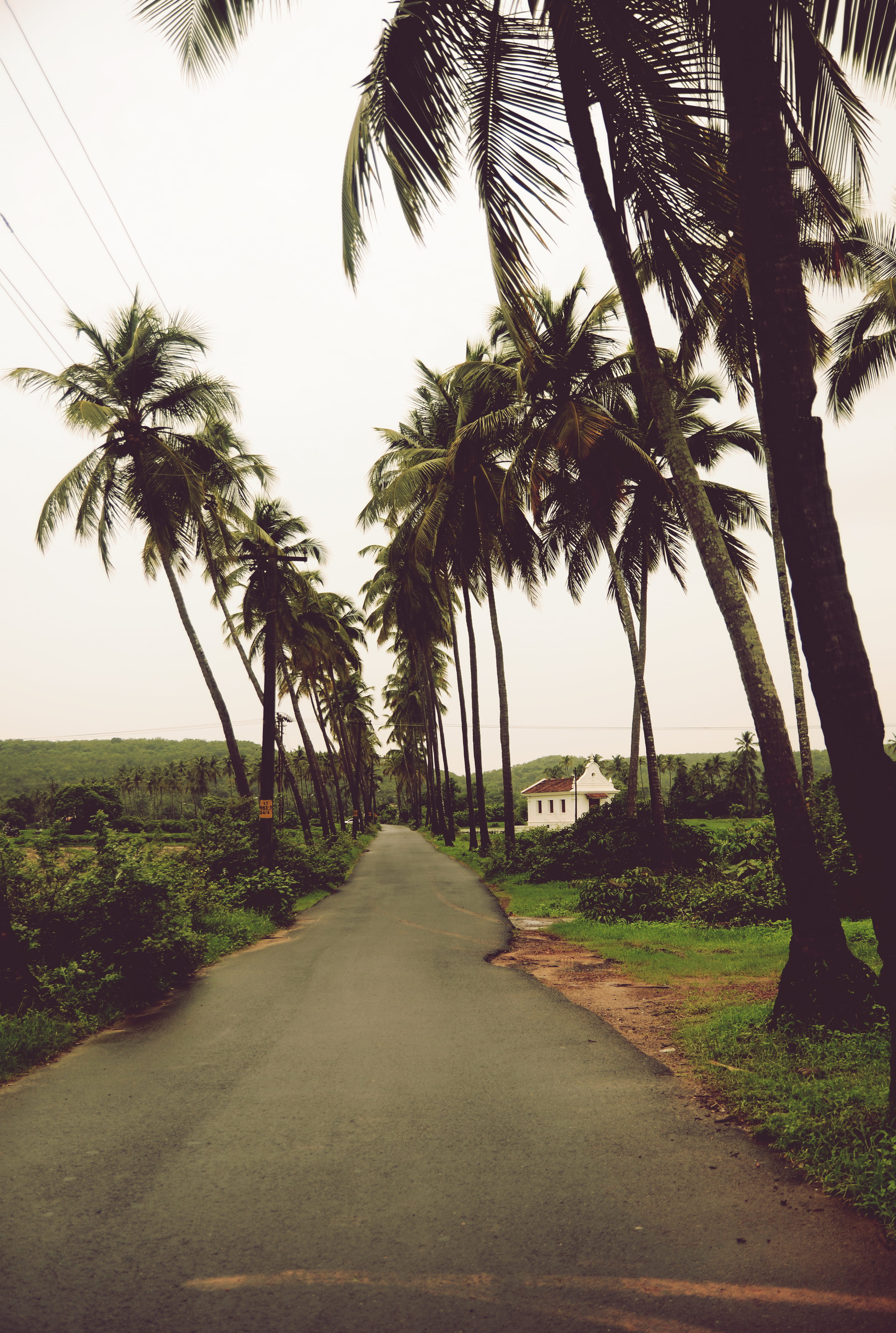 tropical climate, treelined, church, goa, 4K, transportation, tranquil scene, the way forward, lush, plant, asia, direction, sky, monsoon, coconut, north goa, Phone HD Wallpaper