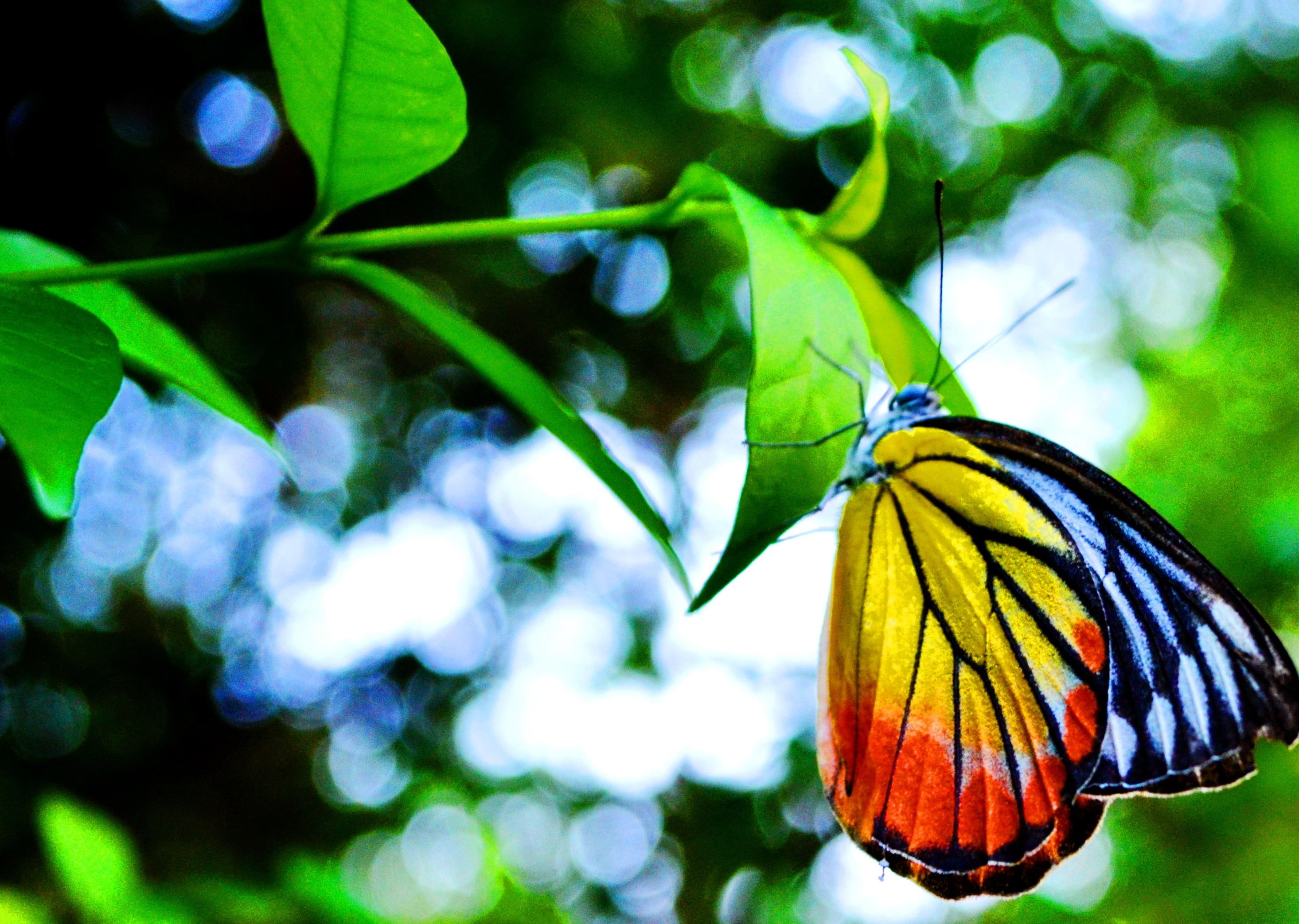 morning, fresh, animals, yellow, light, 2K, nature, wings, dew, butterfly, sipping, HD Wallpaper