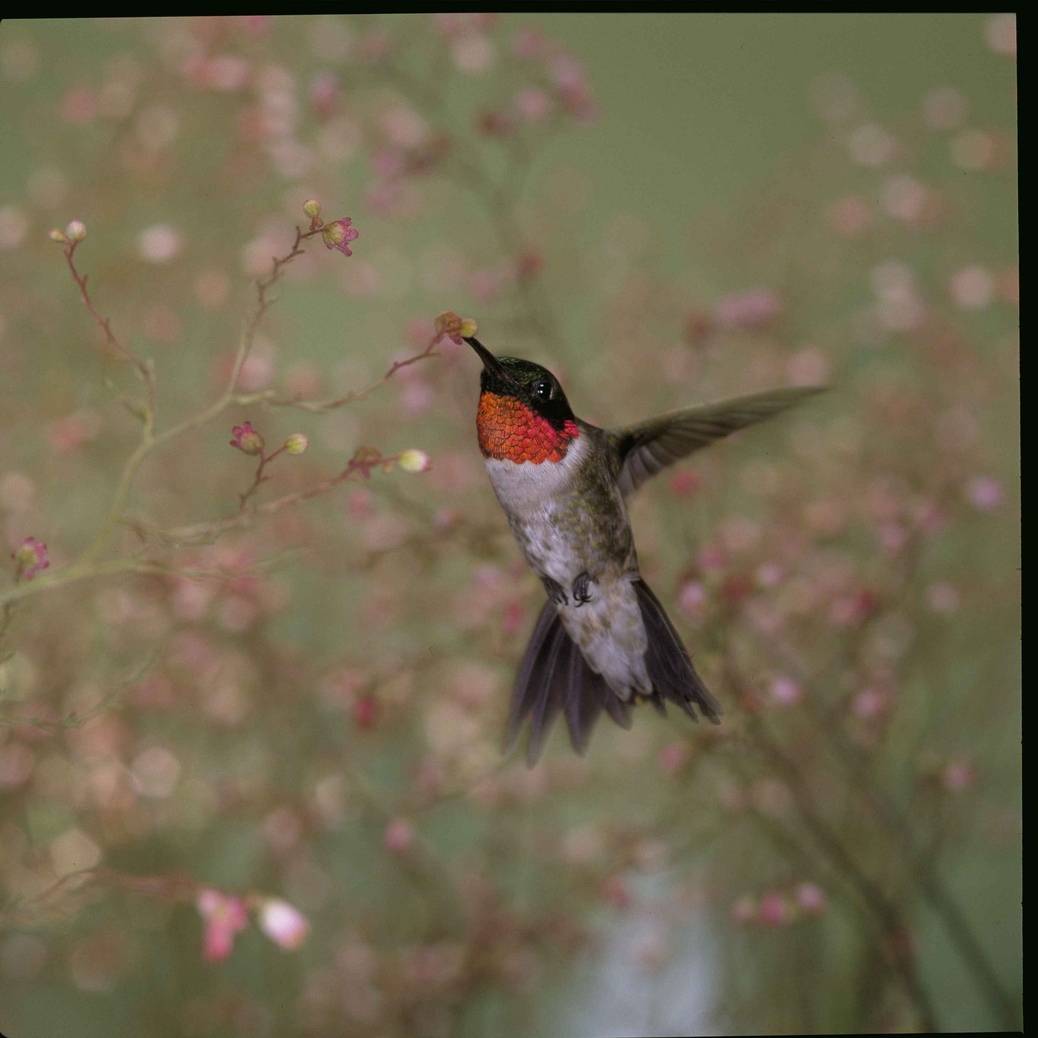 archilochus, outdoors, sipping, throated, no people, nectar, flapping, 2K, flowering plant, animal themes, motion, colubris, plant, mid-air, one animal, Phone HD Wallpaper