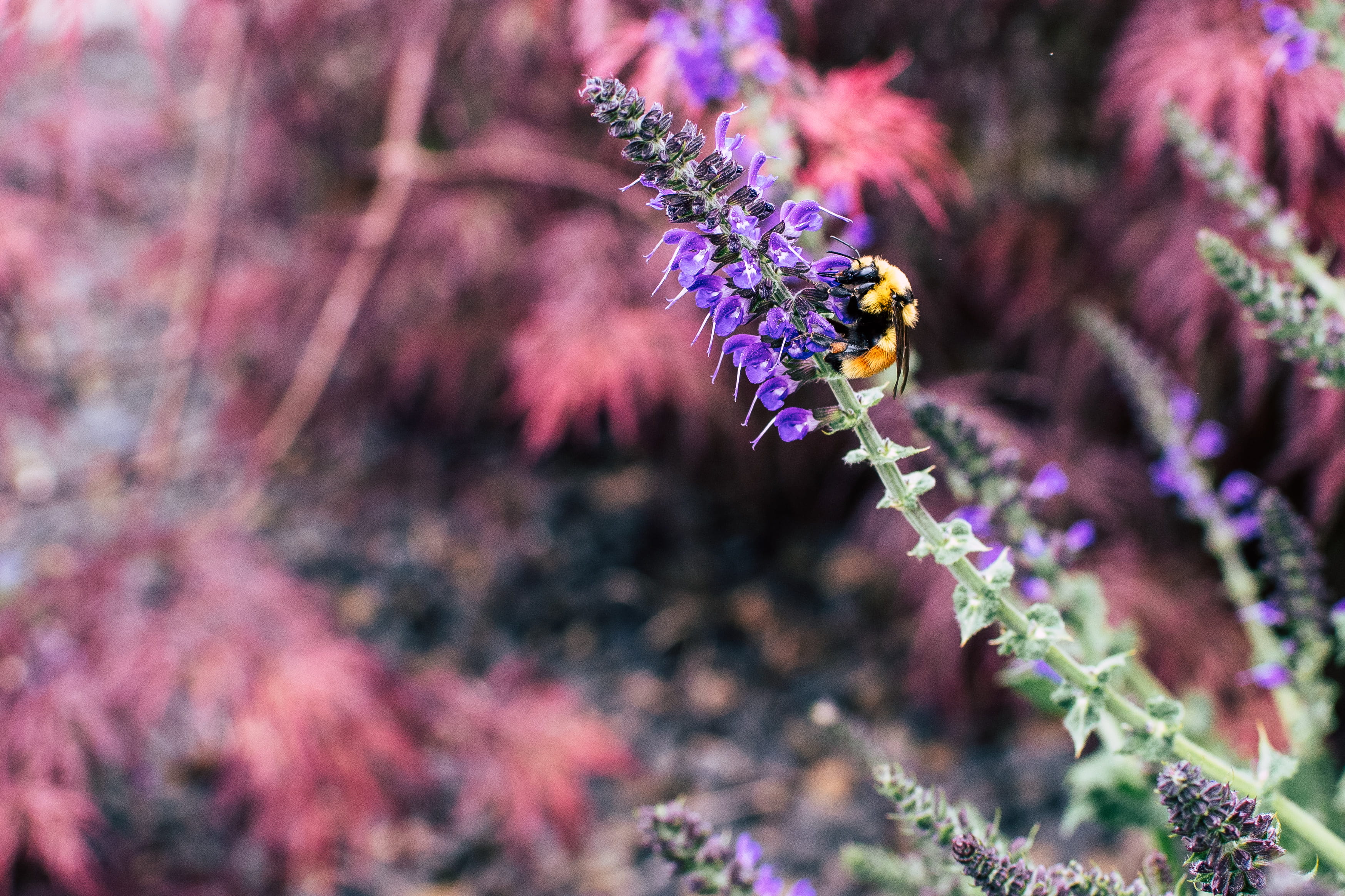 flowering plant, animal wildlife, lavender color, animal, animal themes, selective focus, flower, fragility, sipping, bee, color, herbal, vulnerability, HD Wallpaper