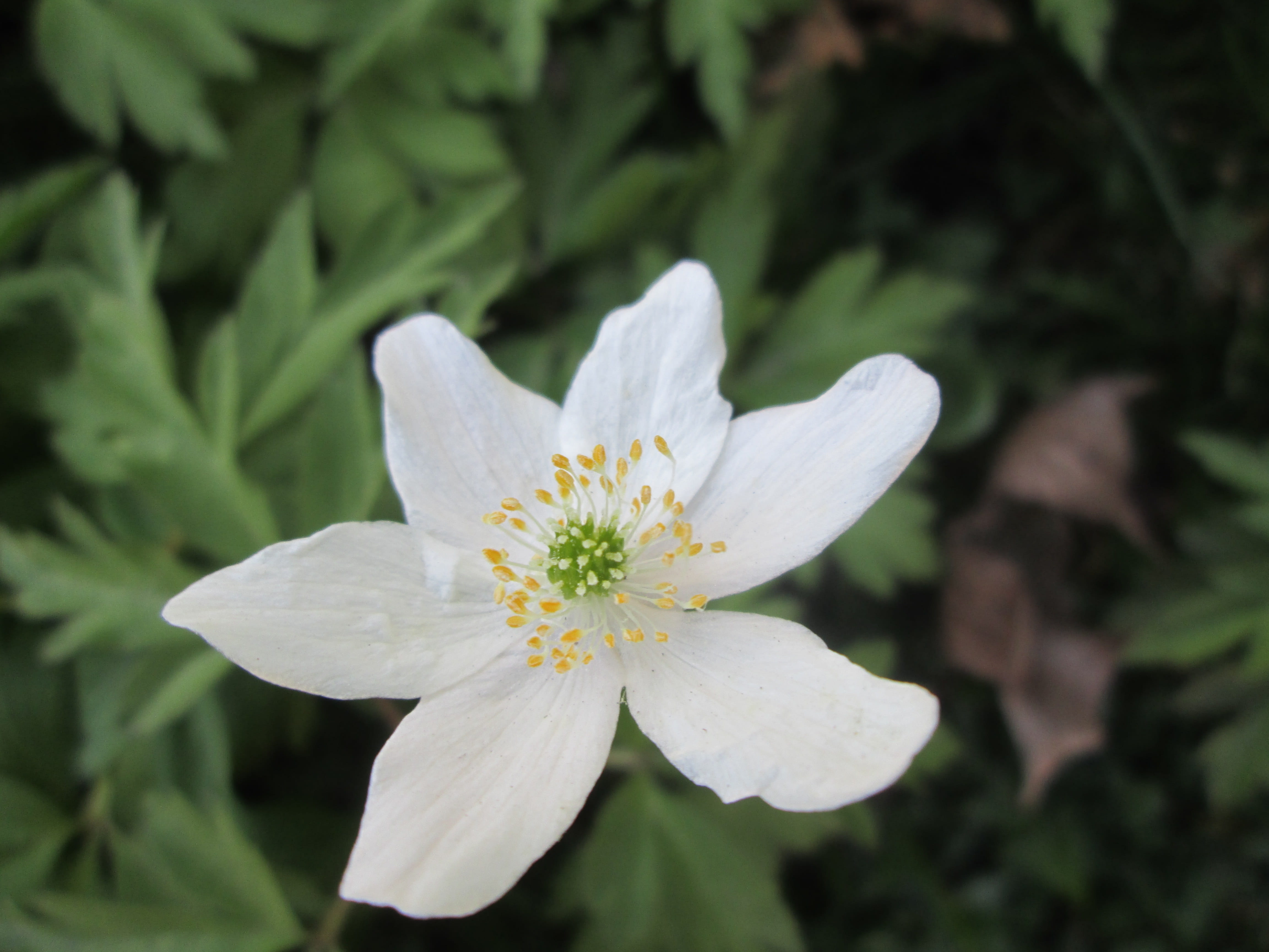 close-up, fragility, blossom, spring, purity, flowering plant, flower head, outdoors, leaf, flower, wood anemone, spring flowers, sip, beauty in nature, HD Wallpaper
