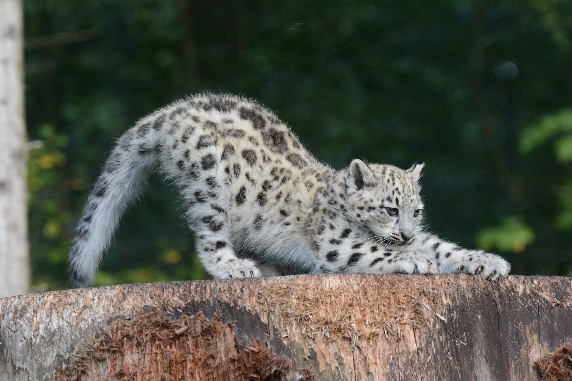 animals in the wild, cheetah, Sipping, wood - material, big cat, no people, cat, nature, plant, animals in captivity, relaxation, day, animal, 1080P, focus on foreground, HD Wallpaper