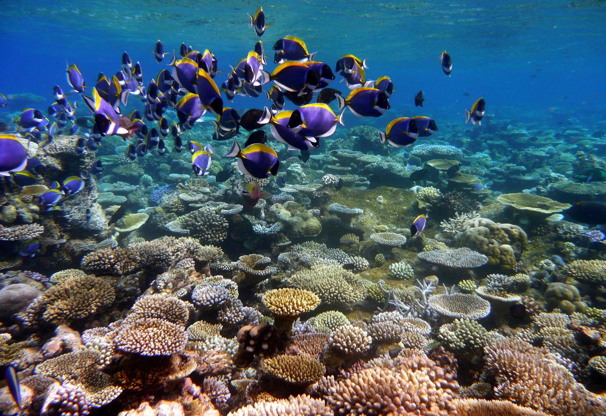 1080P, fishes, underwater, ocean, sea, tropical, HD Wallpaper
