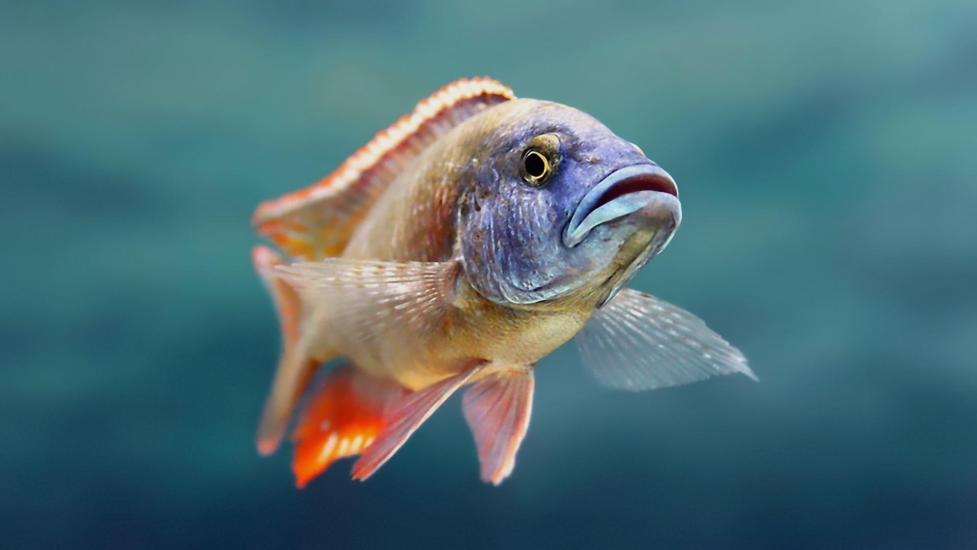 underwater, 1080P, animals, hd, fishes, widescreen, HD Wallpaper