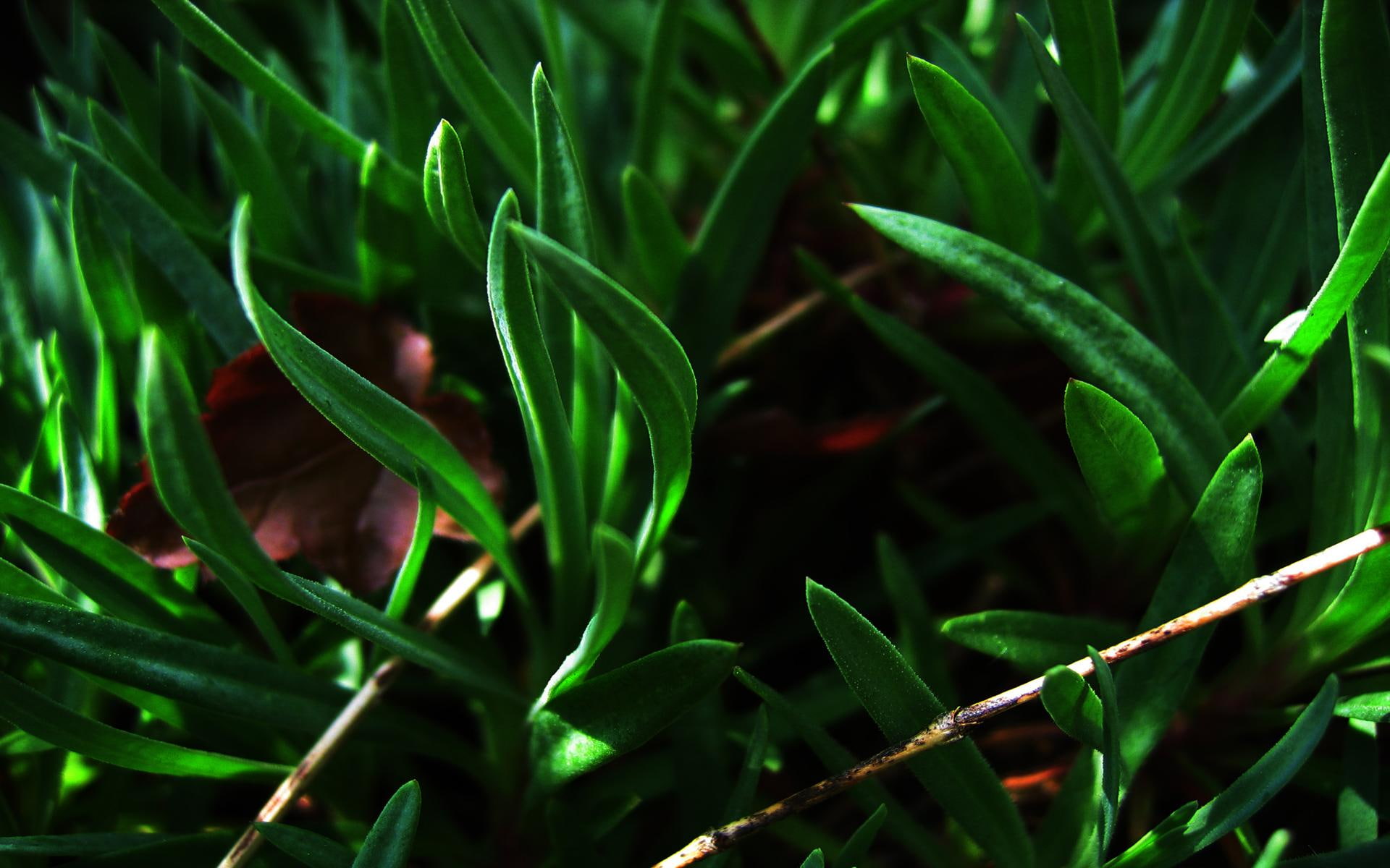 3d and abstract, lore, 1080P, herbal, HD Wallpaper