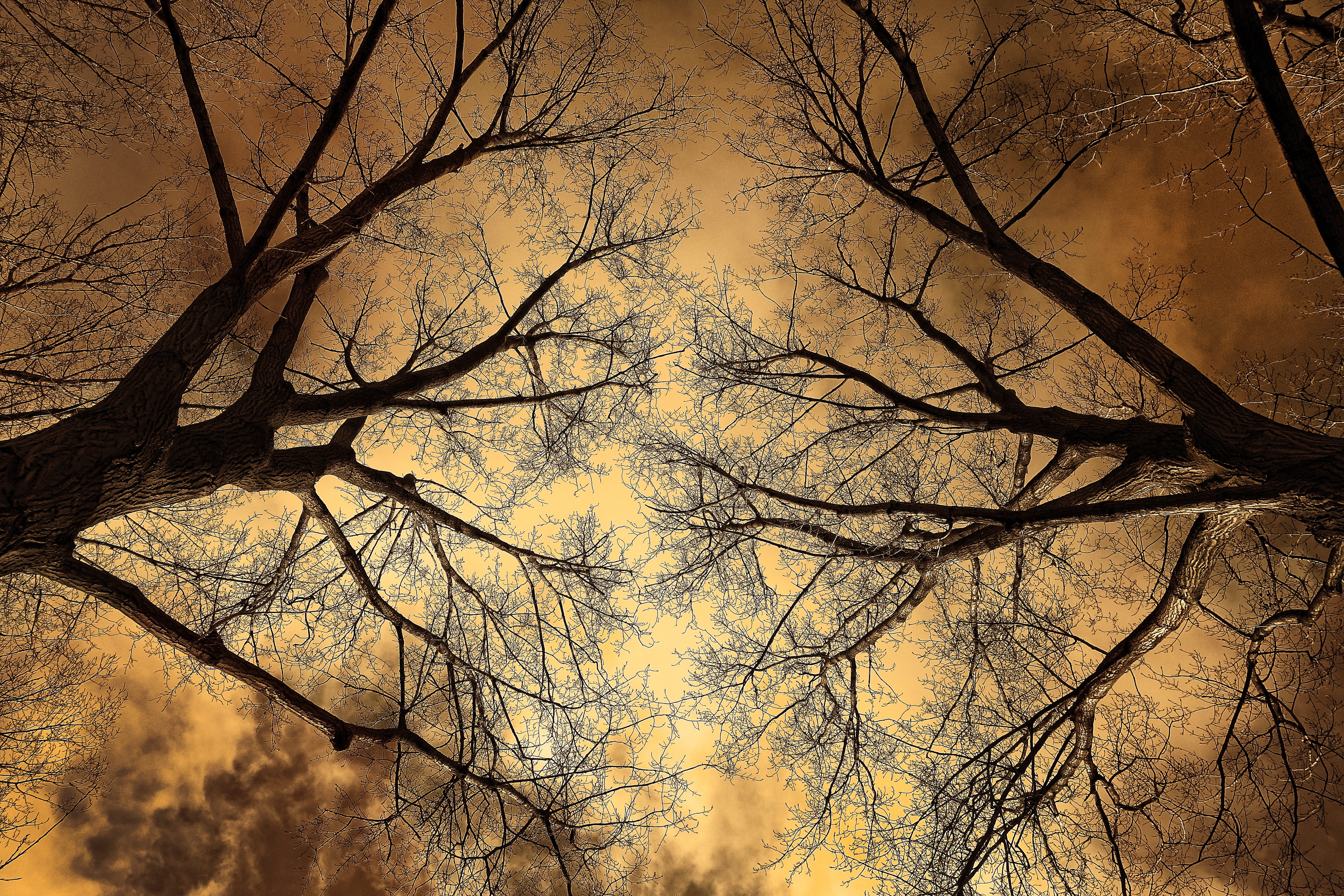 branch, tree, beauty in nature, scenics - nature, leafless, fiery, trees, bare branch, idyllic, autumn, trunk, 4K, plant, nature, lore, low angle view, HD Wallpaper