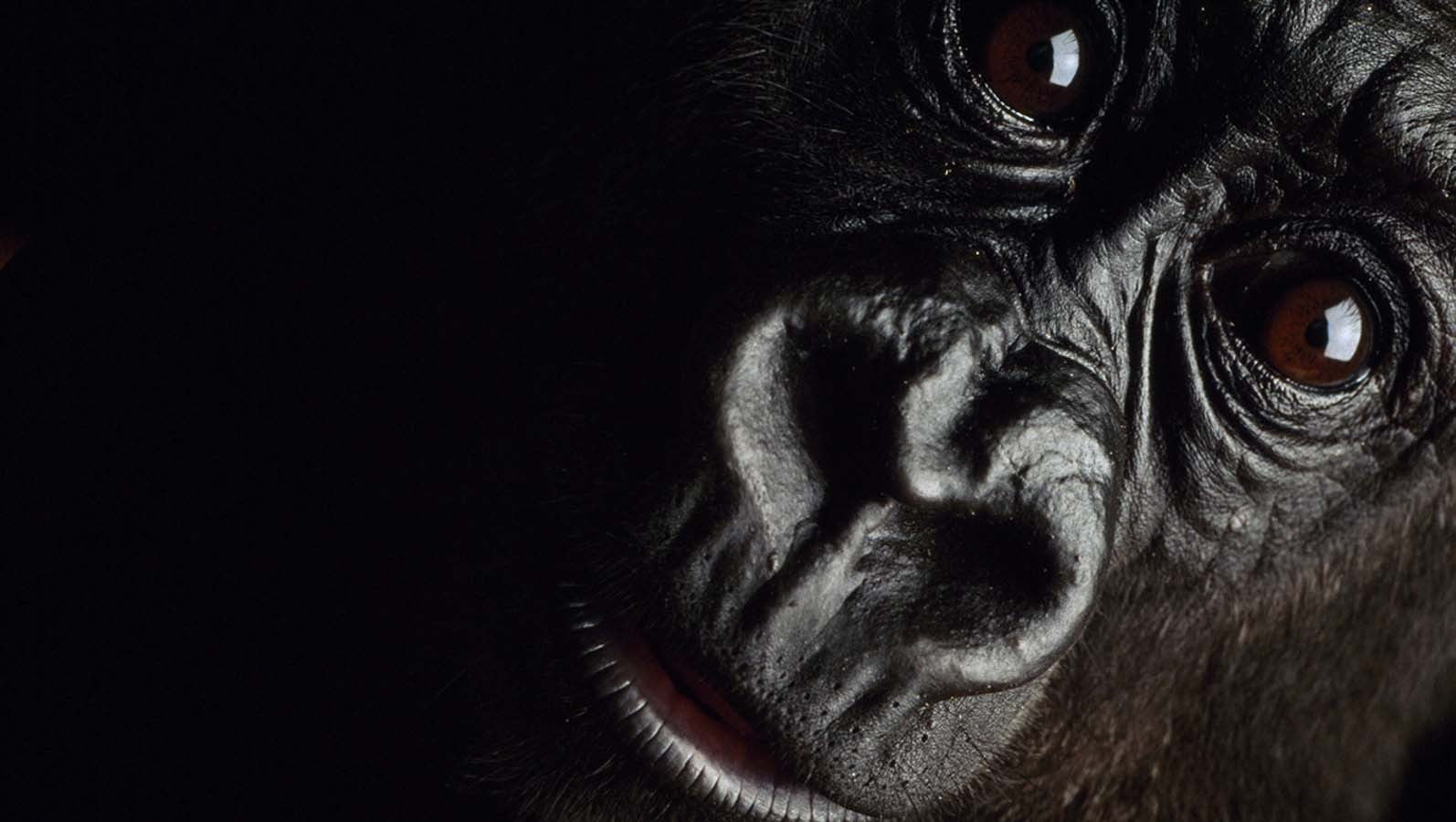 black background, animal body part, animals in the wild, looking at camera, animal, ape, animal wildlife, gorillas, copy space, monkey, close-up, primate, HD Wallpaper