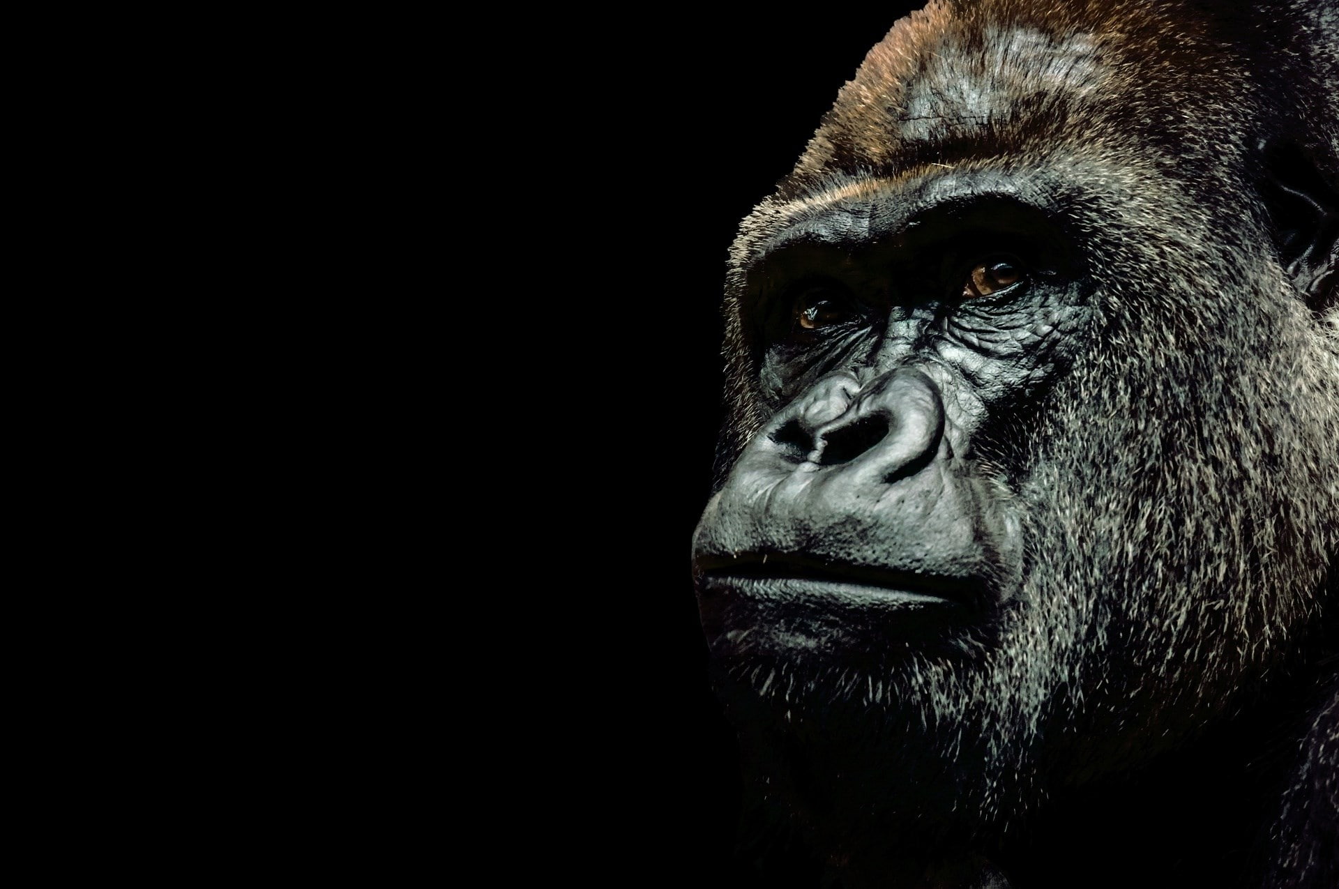 1080P, gorilla, HD Wallpaper