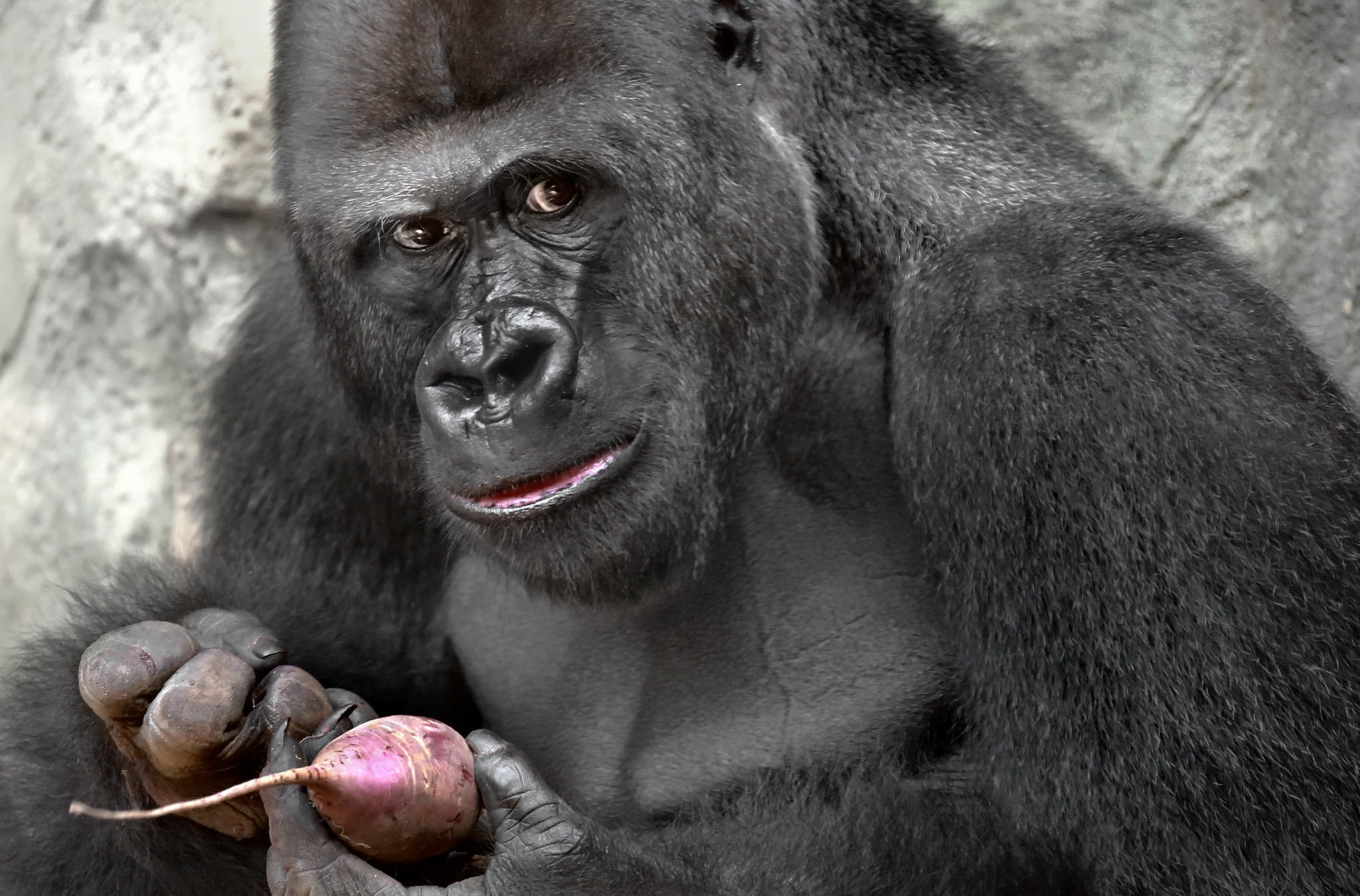 ape, close-up, healthy eating, 1080P, no people, animal wildlife, animal body part, mammal, animals in the wild, food and drink, primate, food, vertebrate, HD Wallpaper
