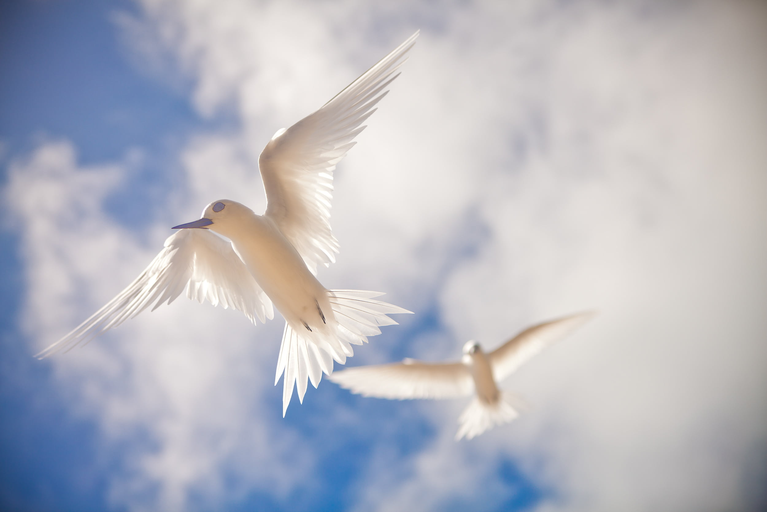 Midway Island, blue sky, sky, animal, birds, daytime, white birds, plastic pollution, white, flying, two, nature, dom, seagull, wildlife, bird, Papahanaumokuakea, HD Wallpaper
