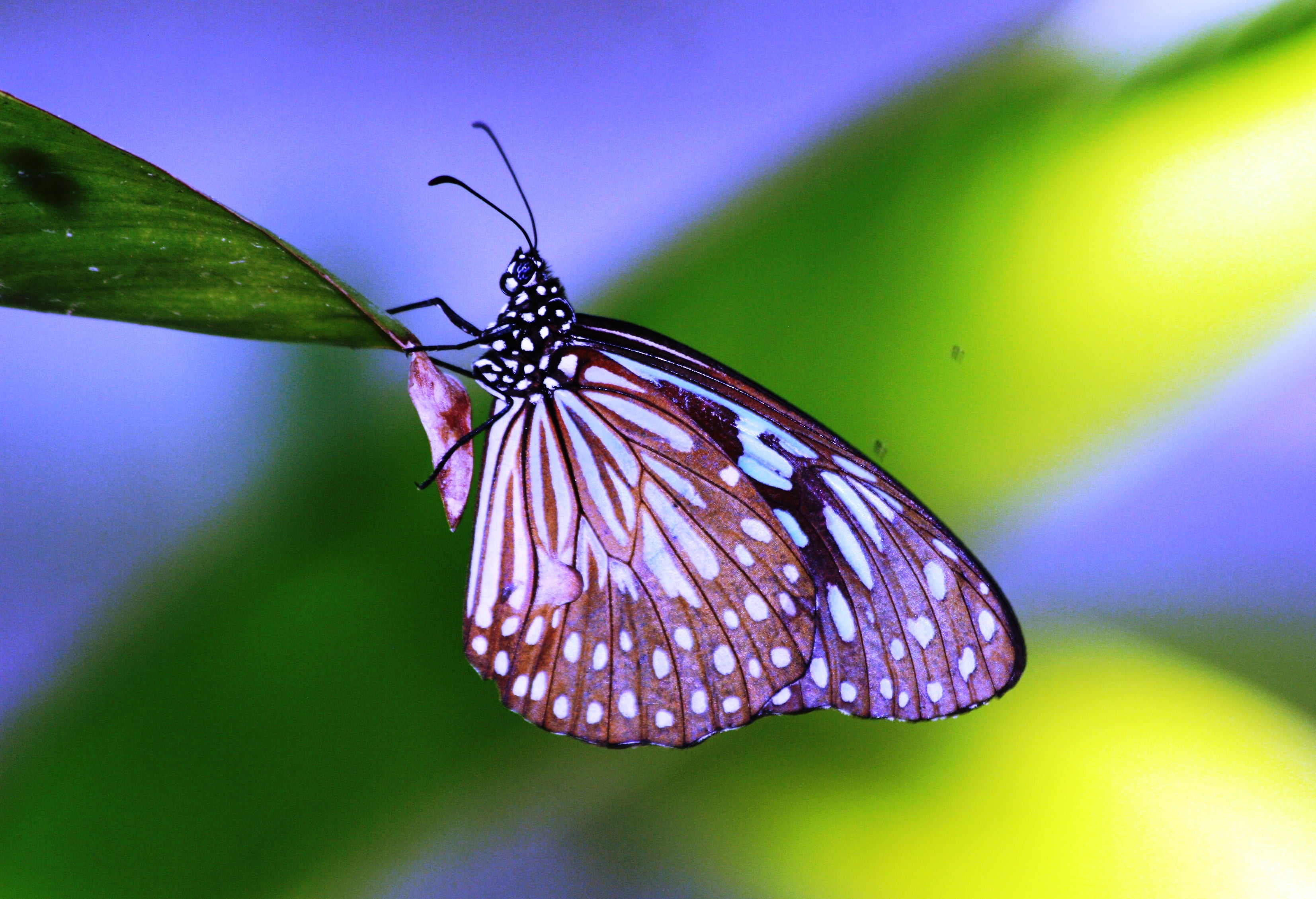 beauty In Nature, Koh Phi Phi, Butterfly, nature, close-up, insect, butterfly - Insect, animal, Phi Phi Island, pink, animal Wing, close, Thailand, Male, HD Wallpaper