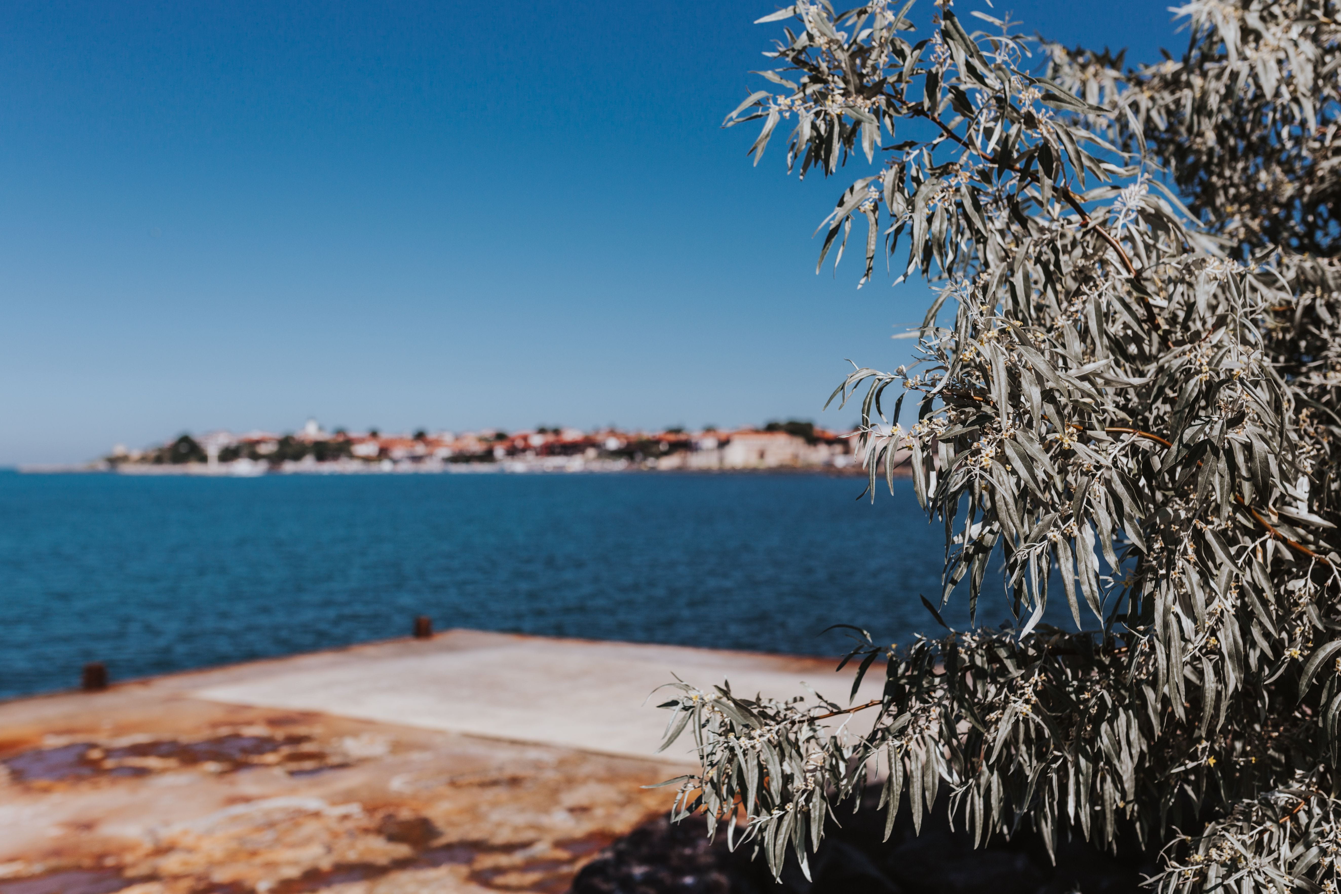 sky, pine tree, scenics - nature, blue, coastline, no People, mediterranean Countries, tranquil scene, close, tree, balkan, Nessebar, Bulgaria, clear sky, HD Wallpaper
