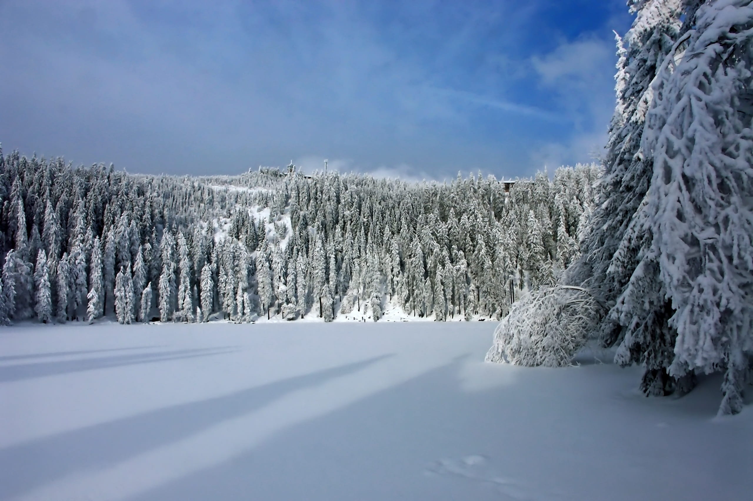 outdoors, cold temperature, firs, plant, white, covered, lake, pine tree, photography, pine, tree, day, winter sports, trees, christmas, loneliness, mood, HD Wallpaper